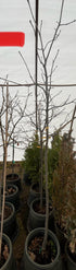 MSU Heritage Tree Swamp White Oak 7 Gal.