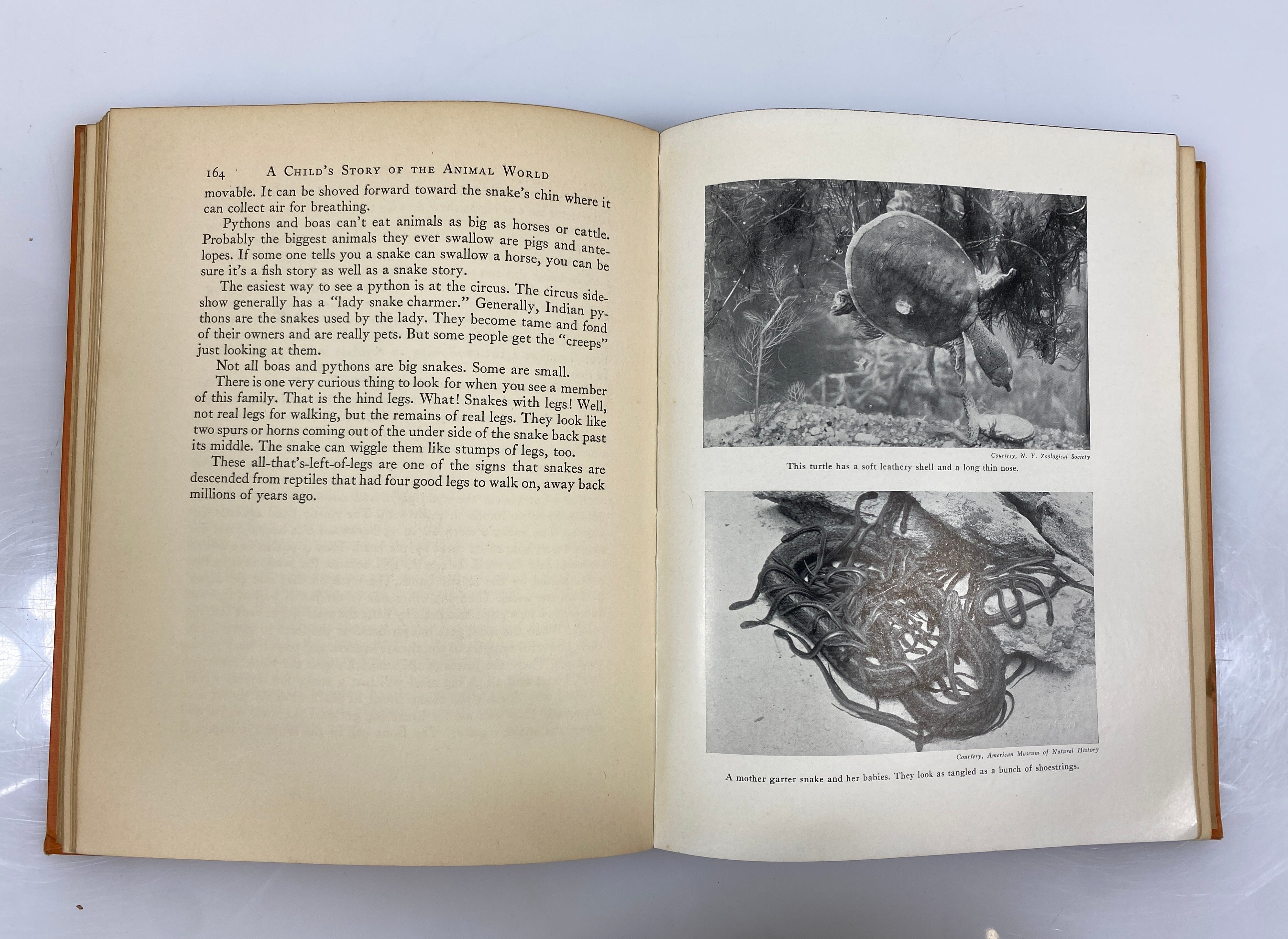 A Child's Story of the Animal World by Edward Huey 1935 Vintage HC