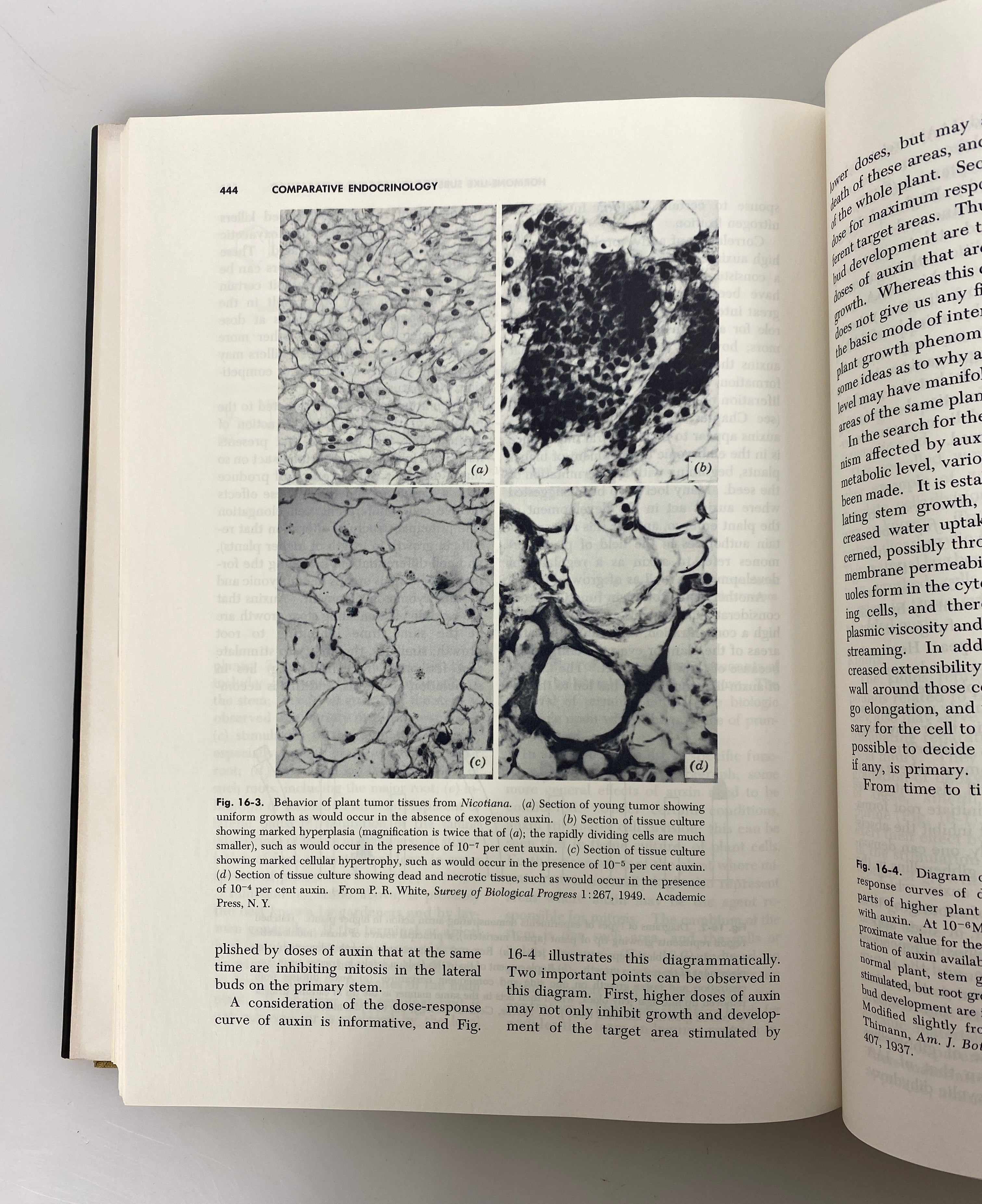 A Textbook of Comparative Endocrinology Gorbman/Bern 1962 HC DJ