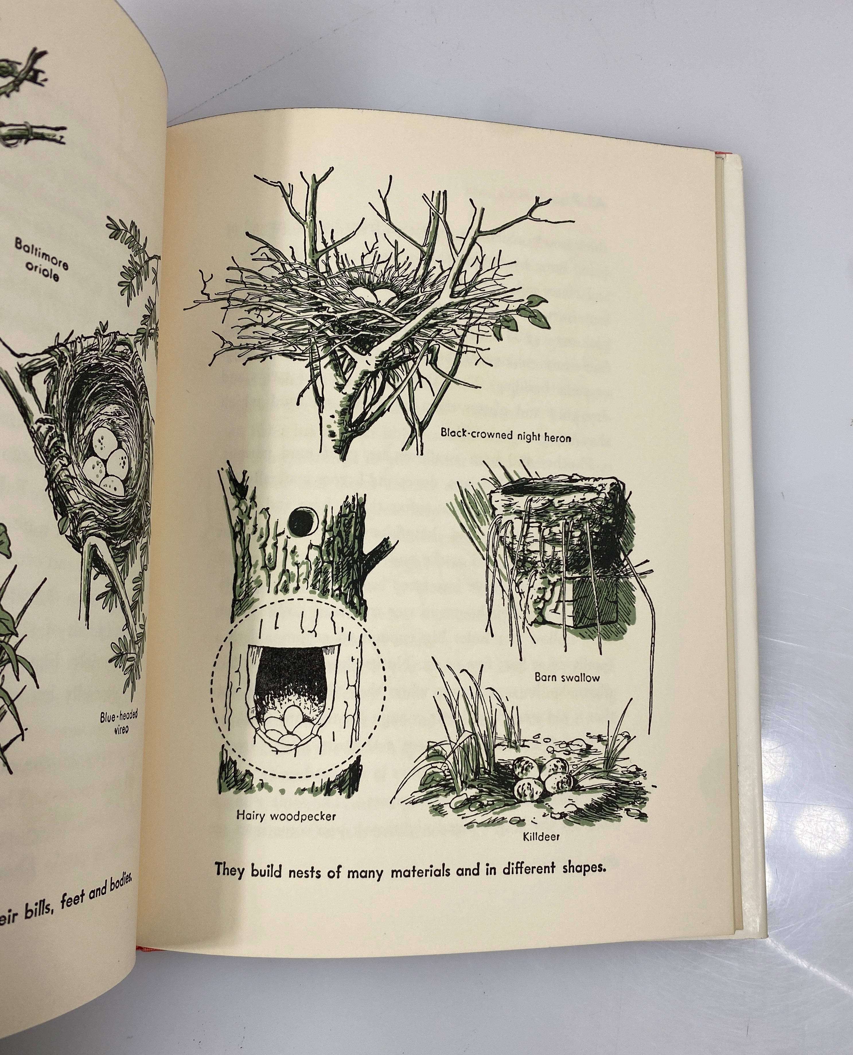 All About Birds Robert S. Lemmon Random House 6th Print 1955 HCDJ