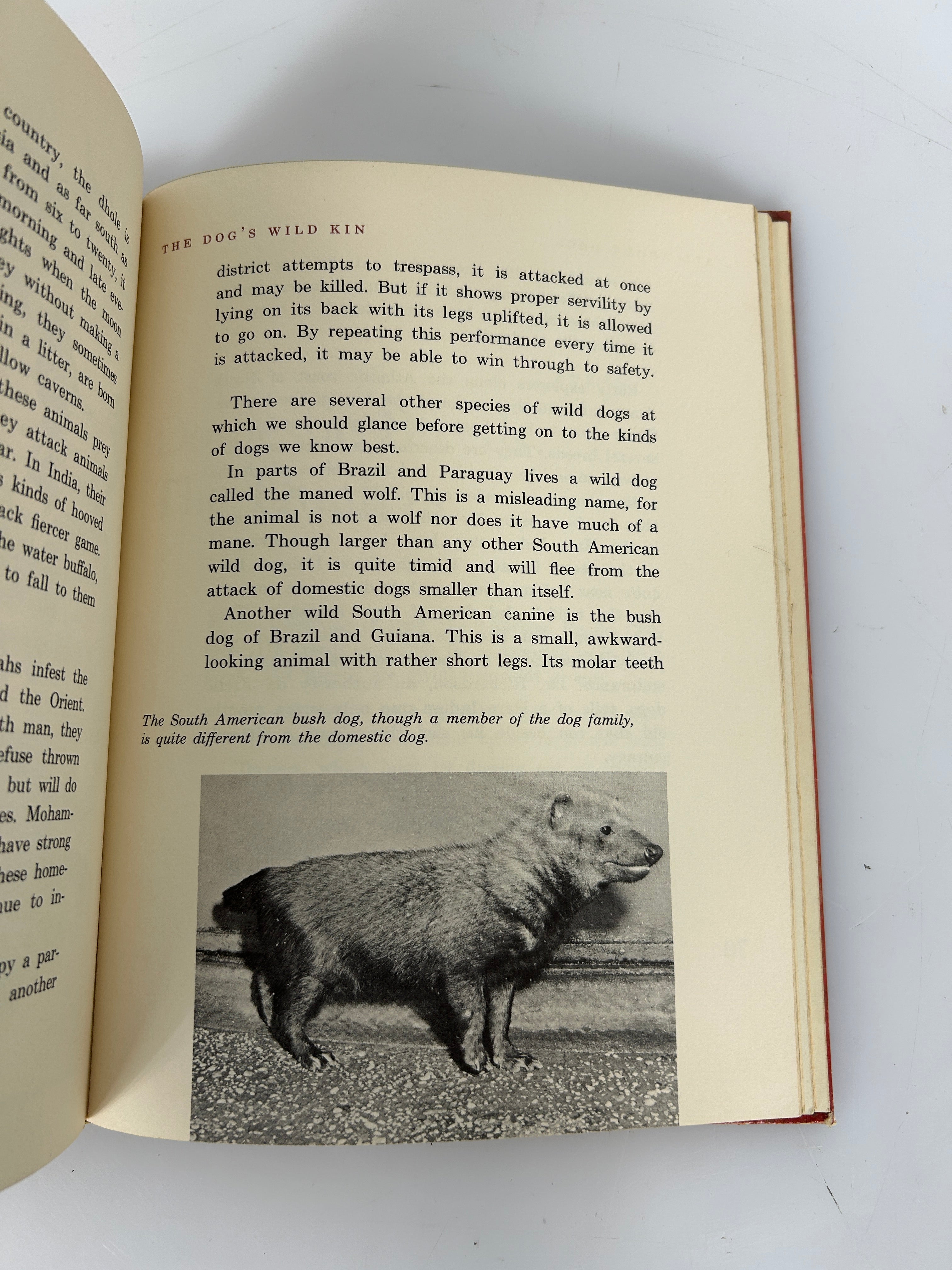 All About Dogs by Carl Burger Random House 1962 HC