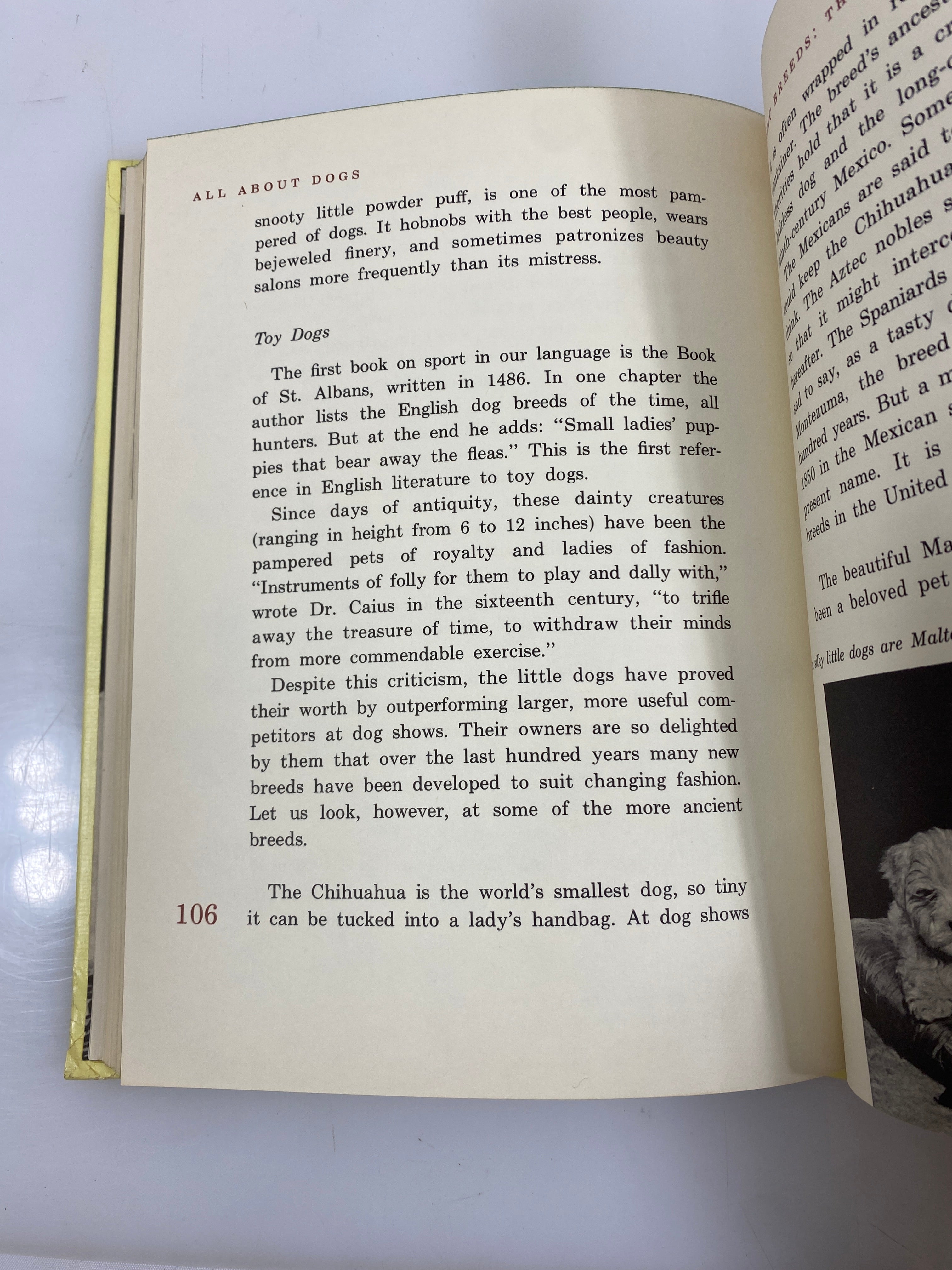 All About Dogs Carl Burger Random House 1962 HC