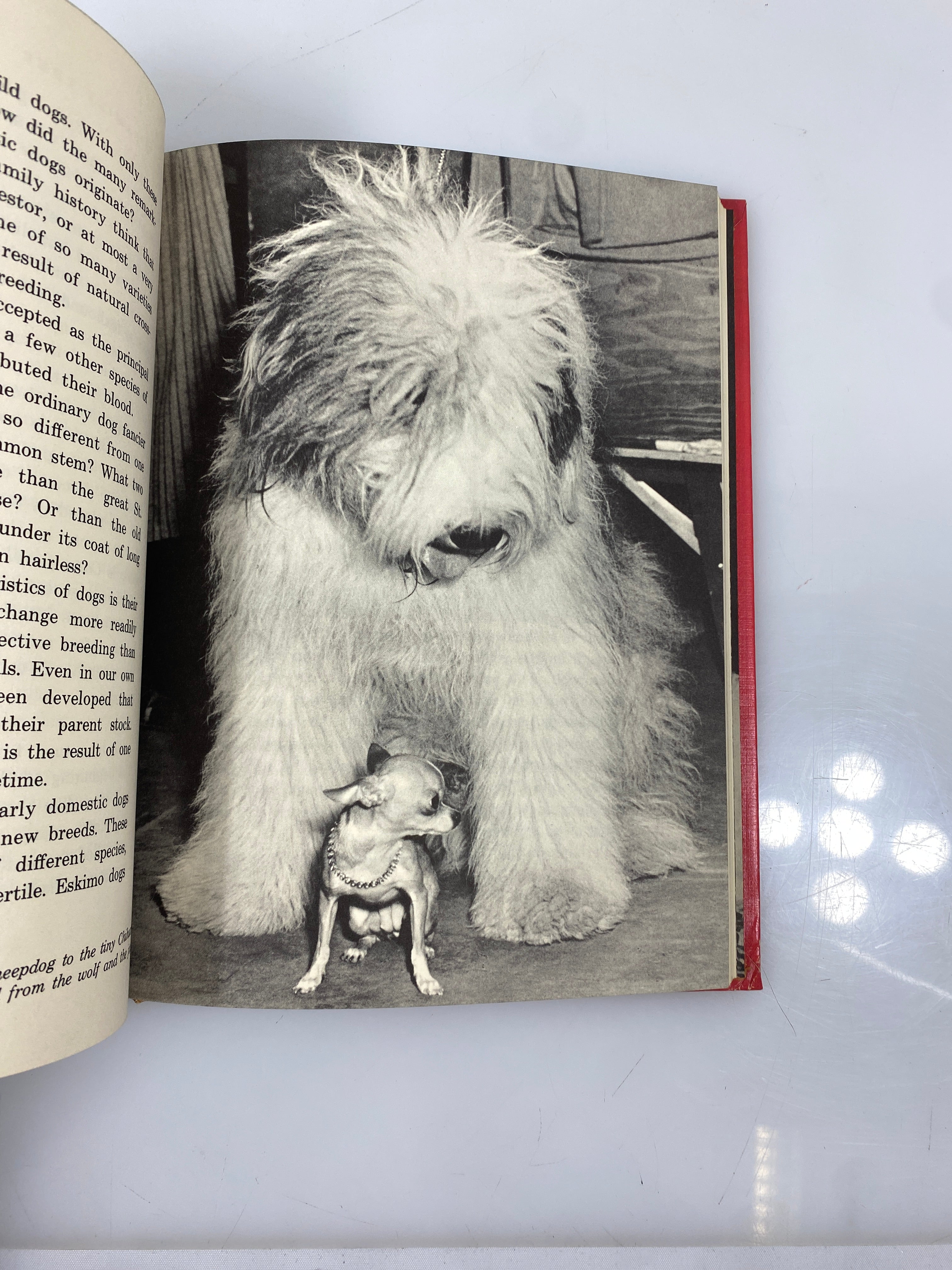 All About Dogs Carl Burger Random House 1962 HC