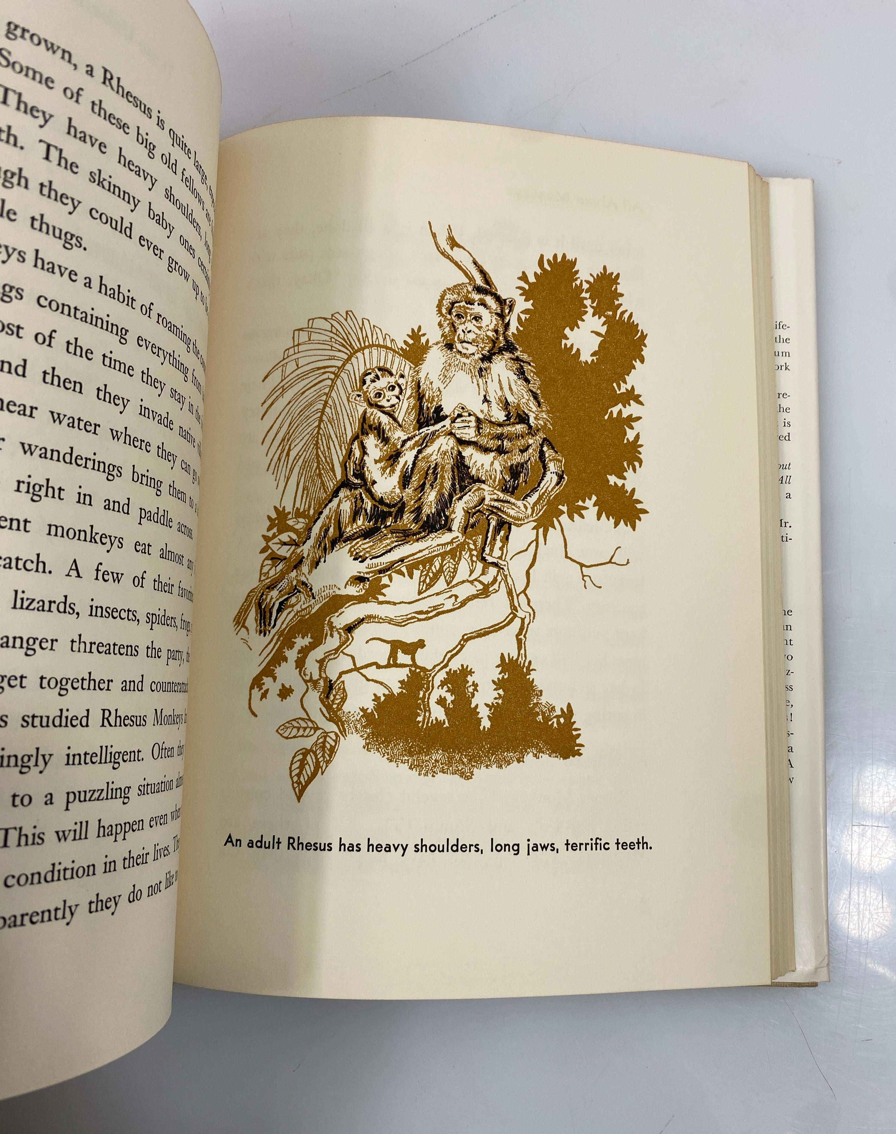 All About Monkey Robert S. Lemmon Random House 2nd Print 1958 HCDJ