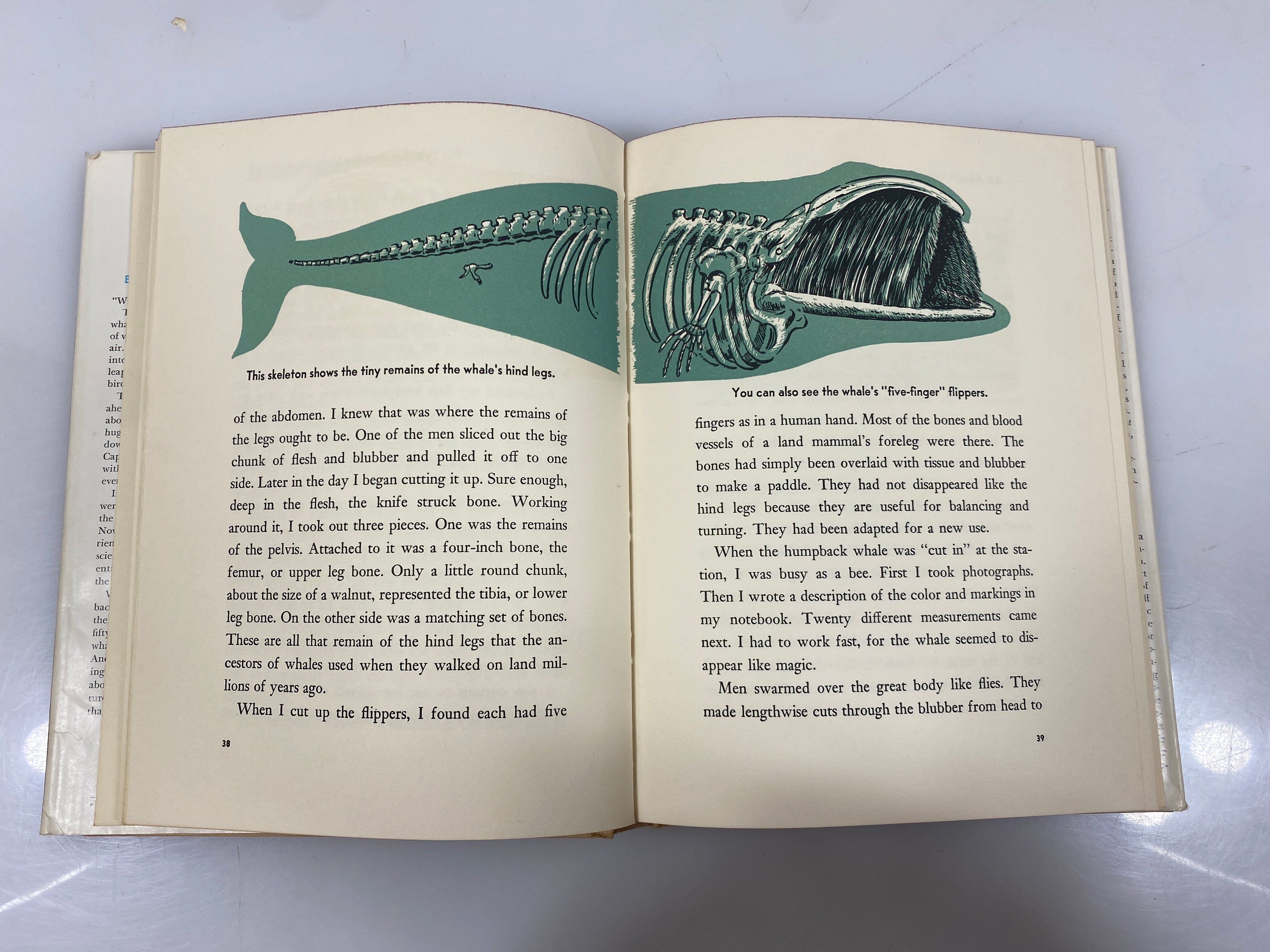 All About Whales Roy Chapman Andrews Random House 6th Print 1954 HCDJ