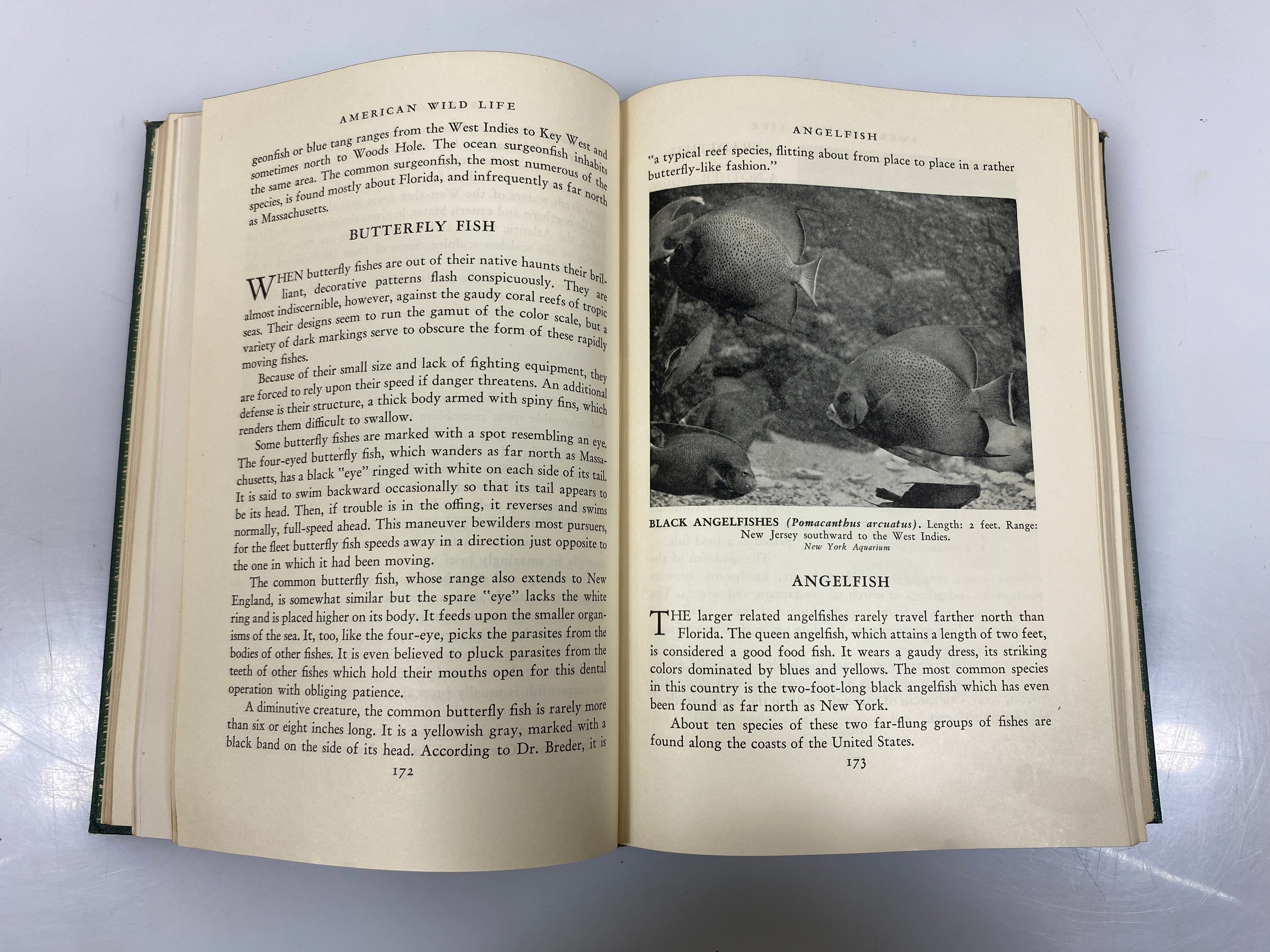 American Wild Life Baylitts Wise & Co. HC