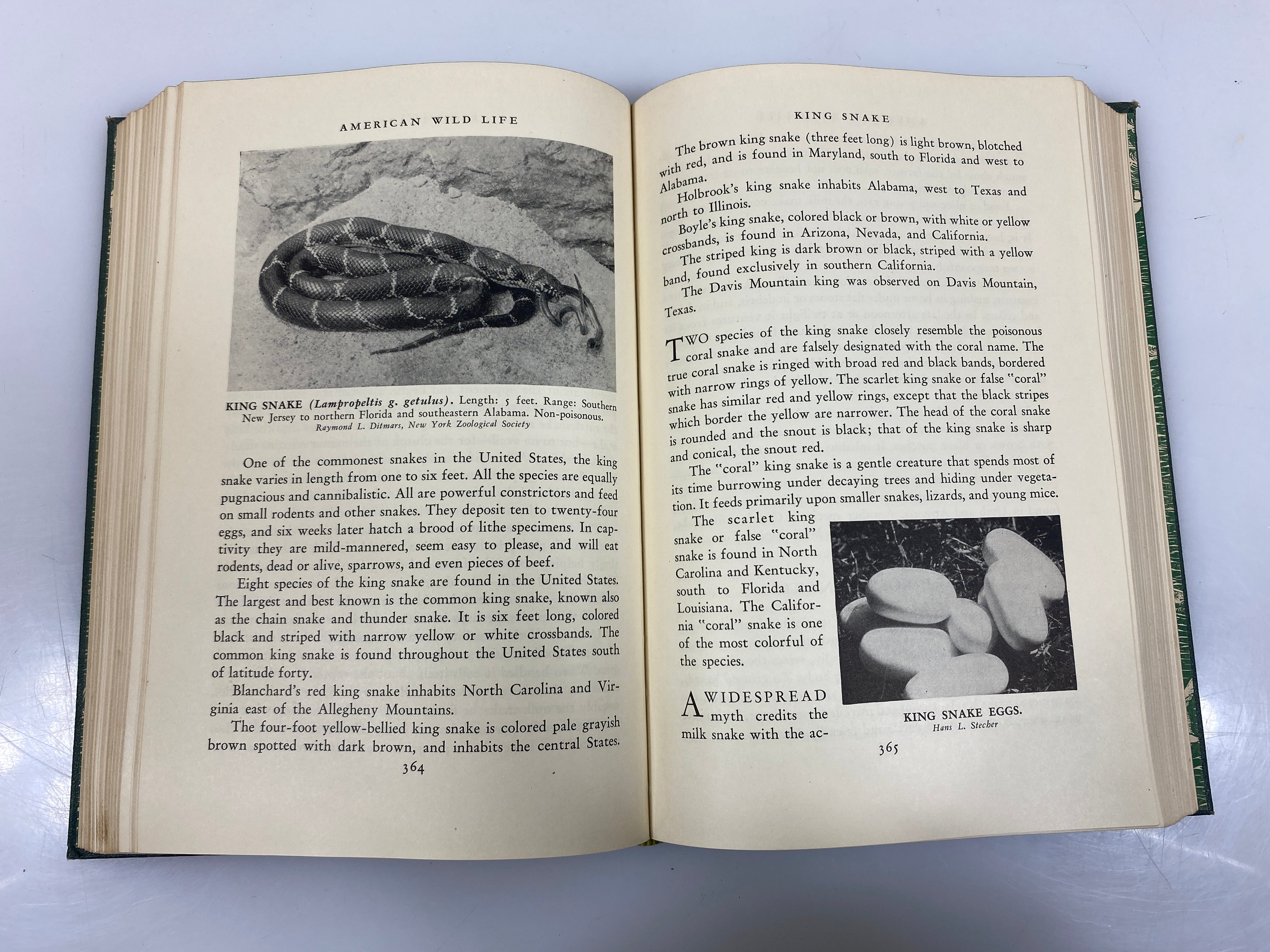 American Wild Life Baylitts Wise & Co. HC