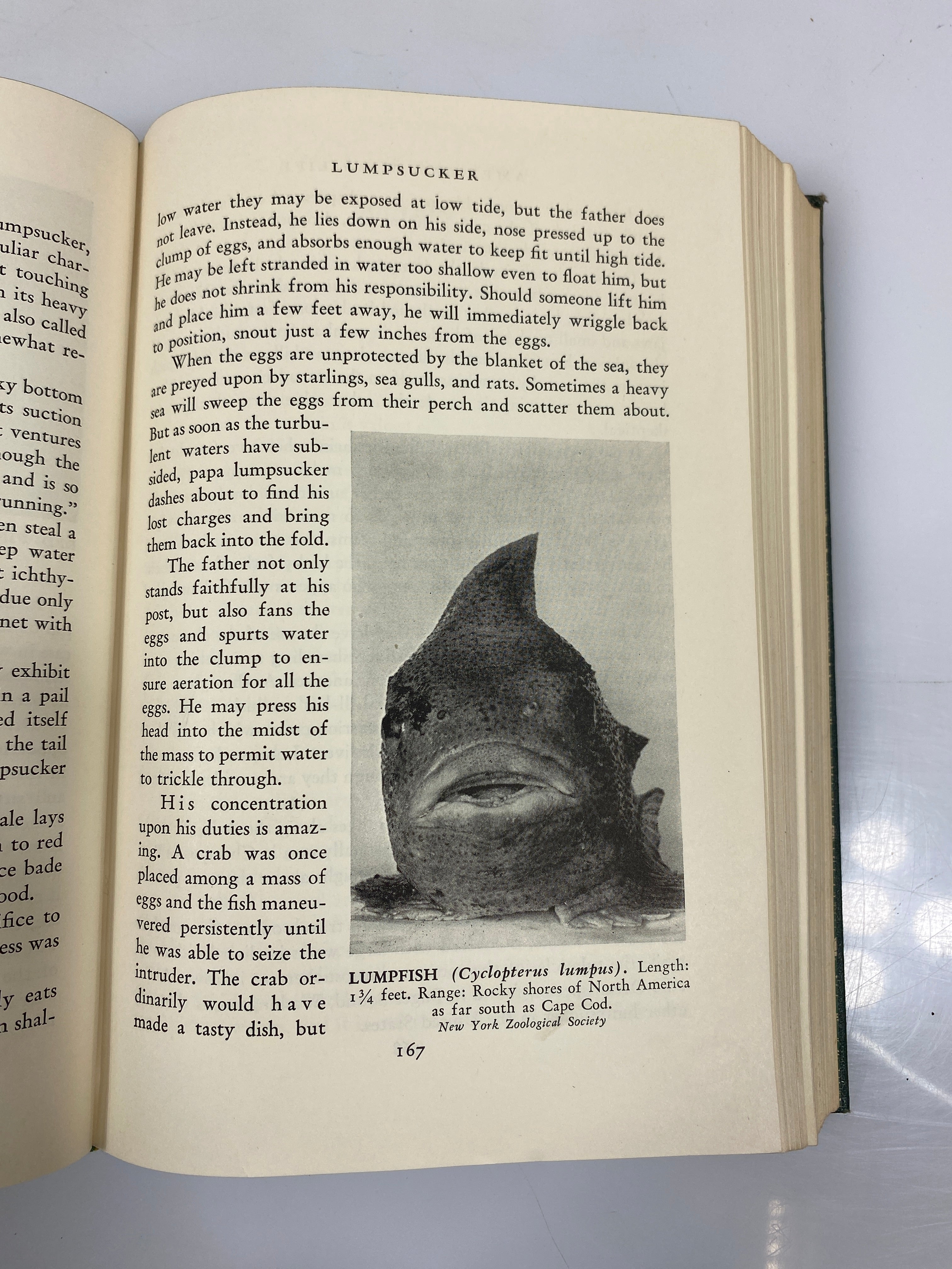 American Wild Life Baylitts Wise & Co. HC