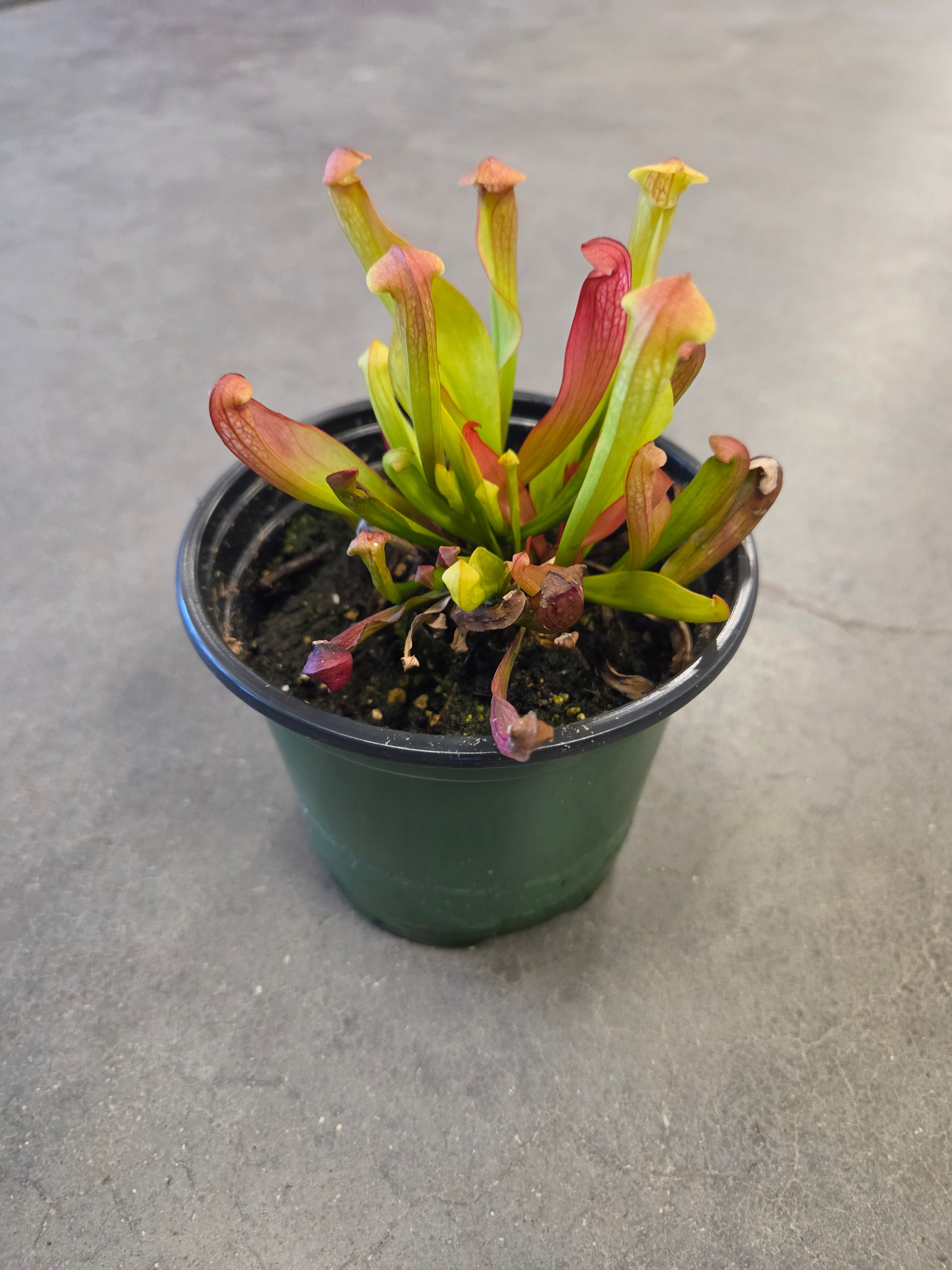 "Bug Bat" Pitcher Plant