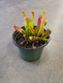 "Bug Bat" Pitcher Plant