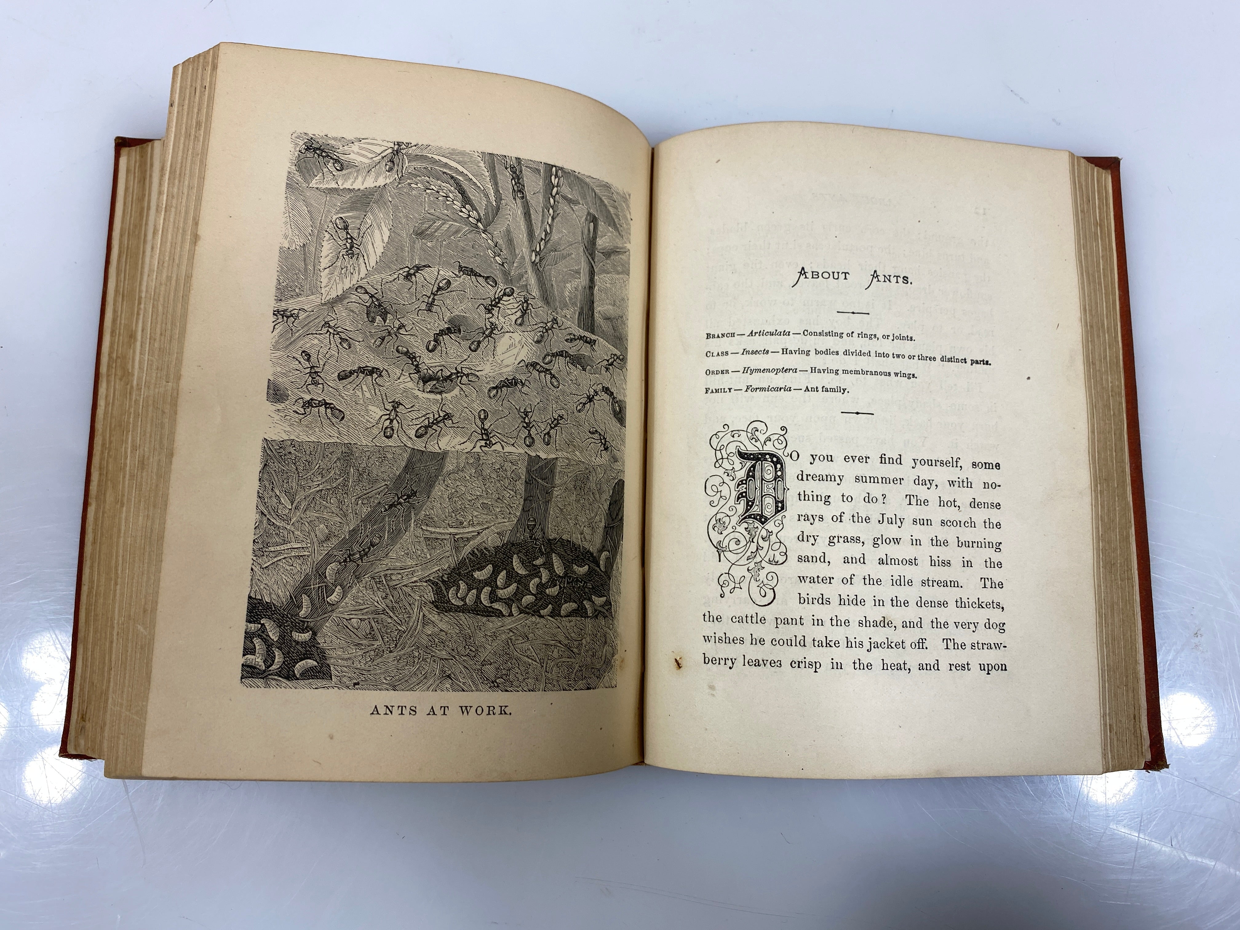Cecil's Book of Natural History by Peabody 1881 HC
