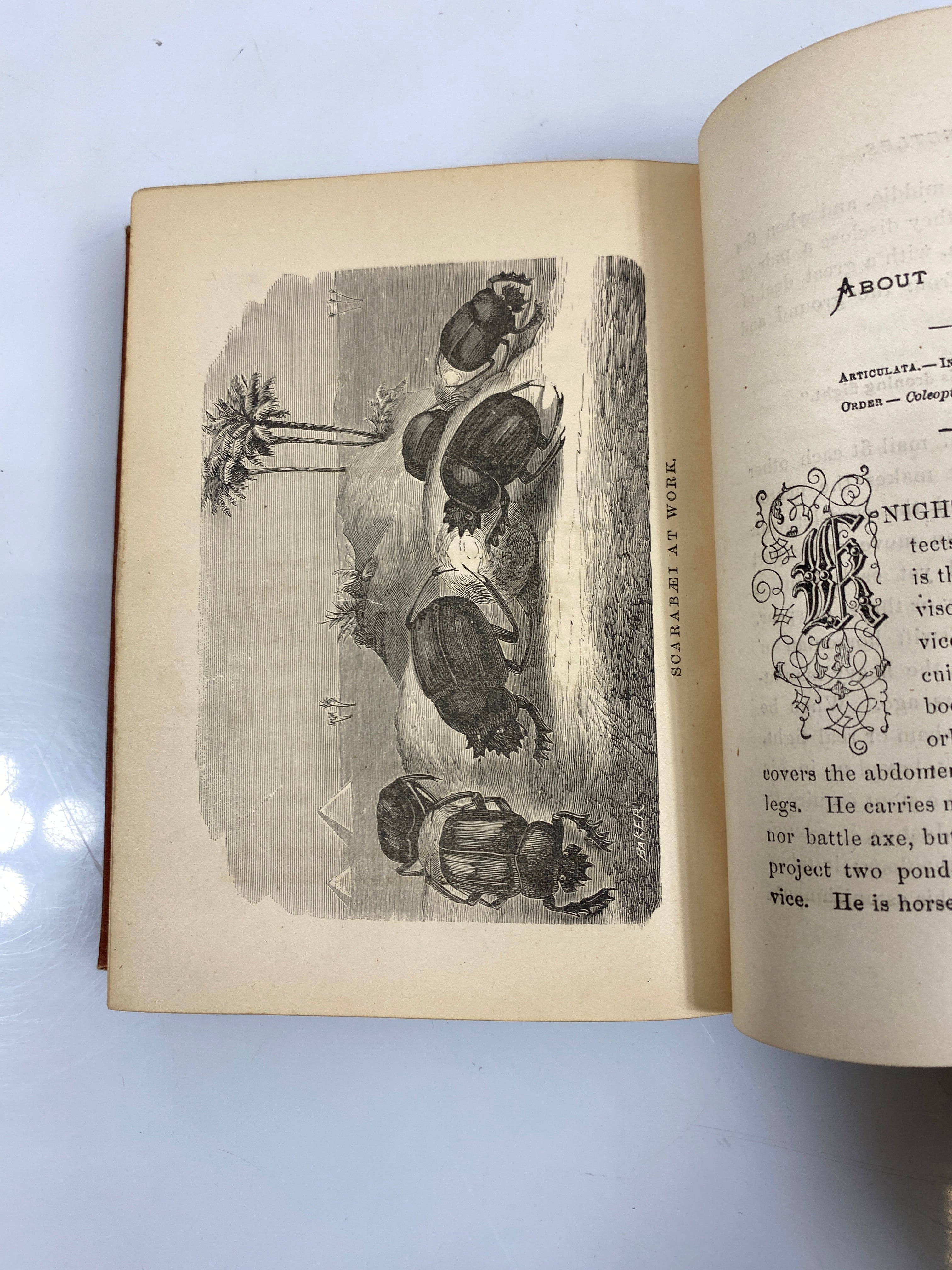 Cecil's Book of Natural History by Peabody 1881 HC