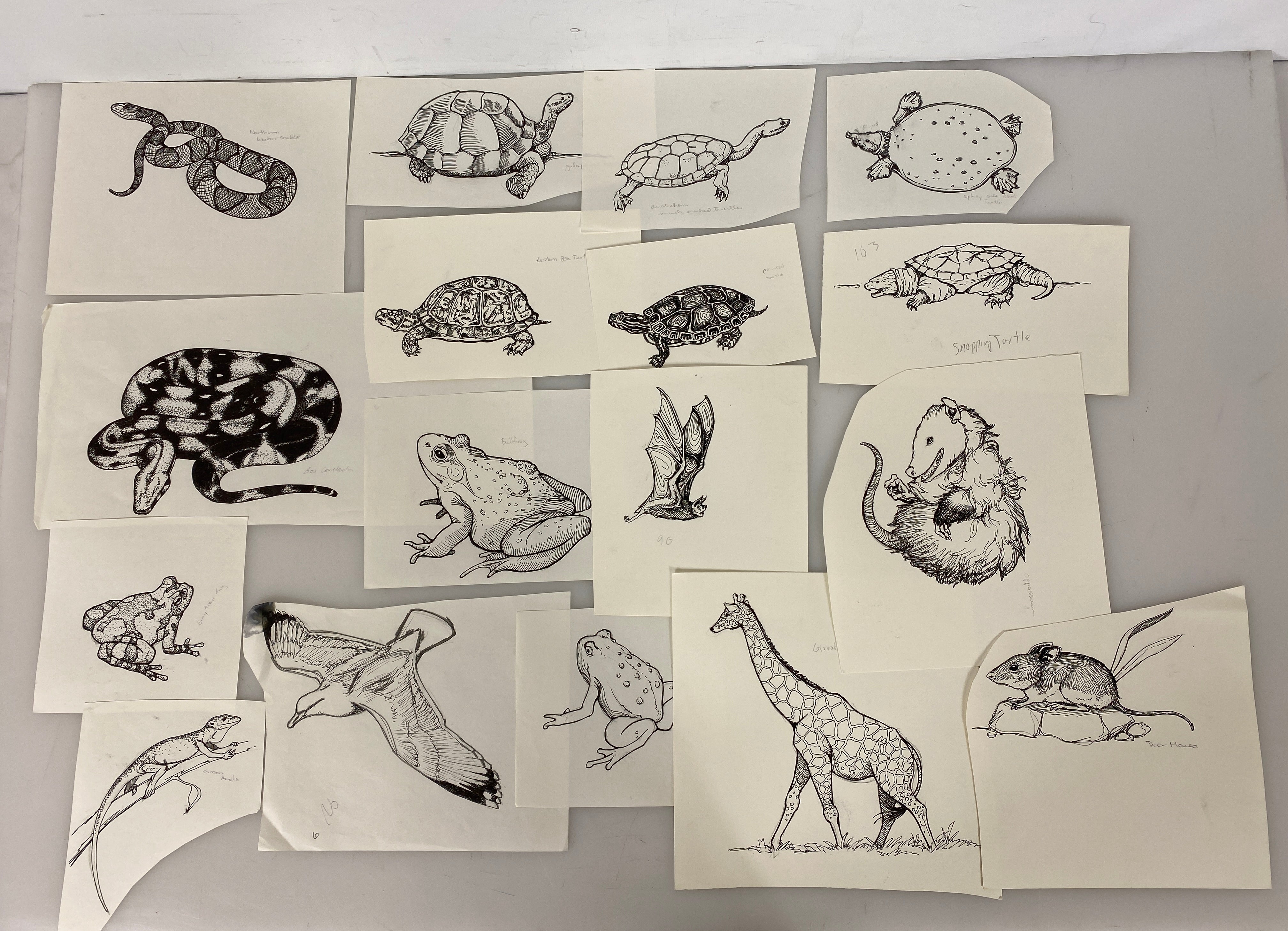 Collection of 165+ Pencil/Pen Hand Drawn Animal Pictures