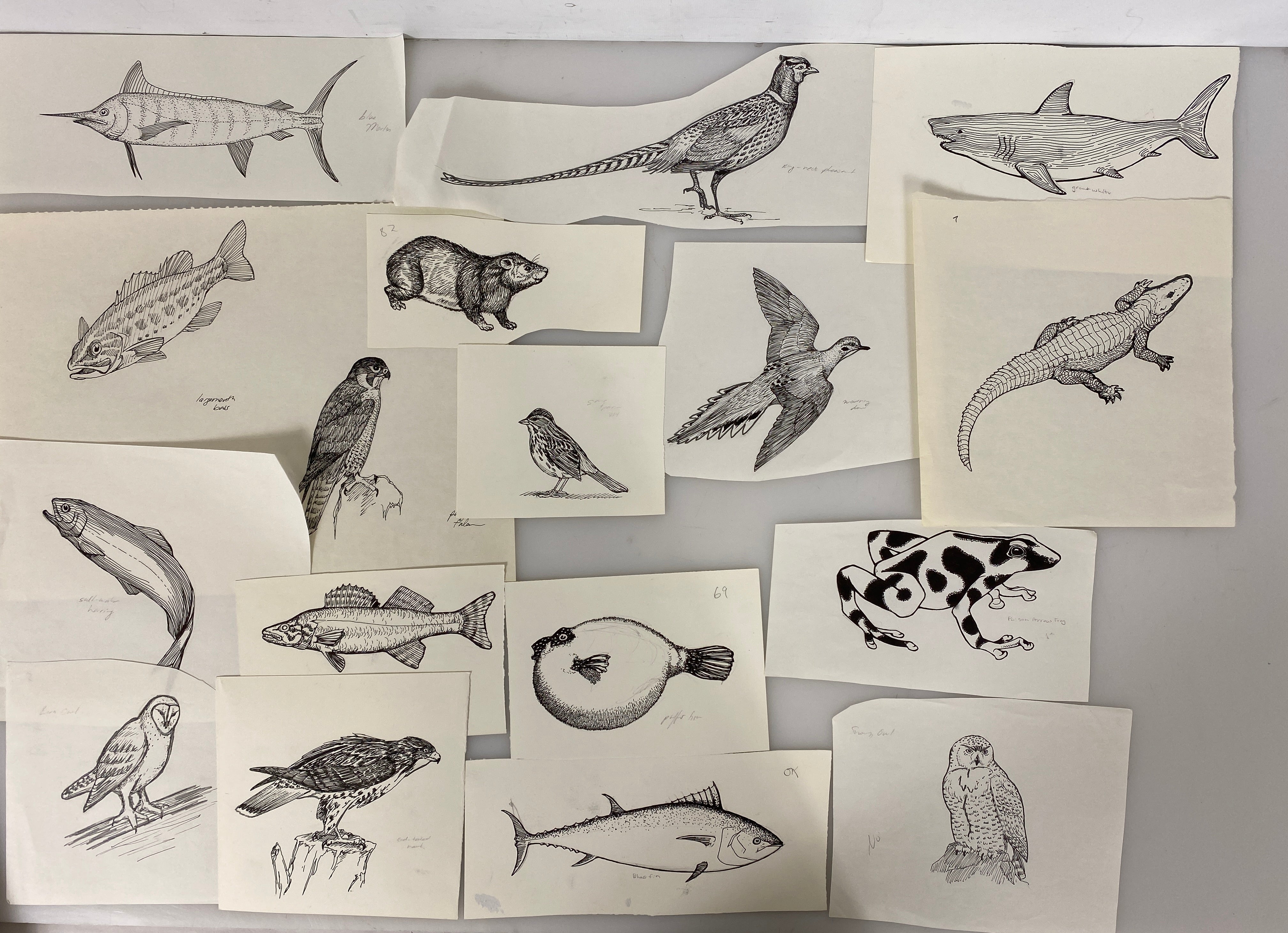 Collection of 165+ Pencil/Pen Hand Drawn Animal Pictures