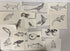 Collection of 165+ Pencil/Pen Hand Drawn Animal Pictures