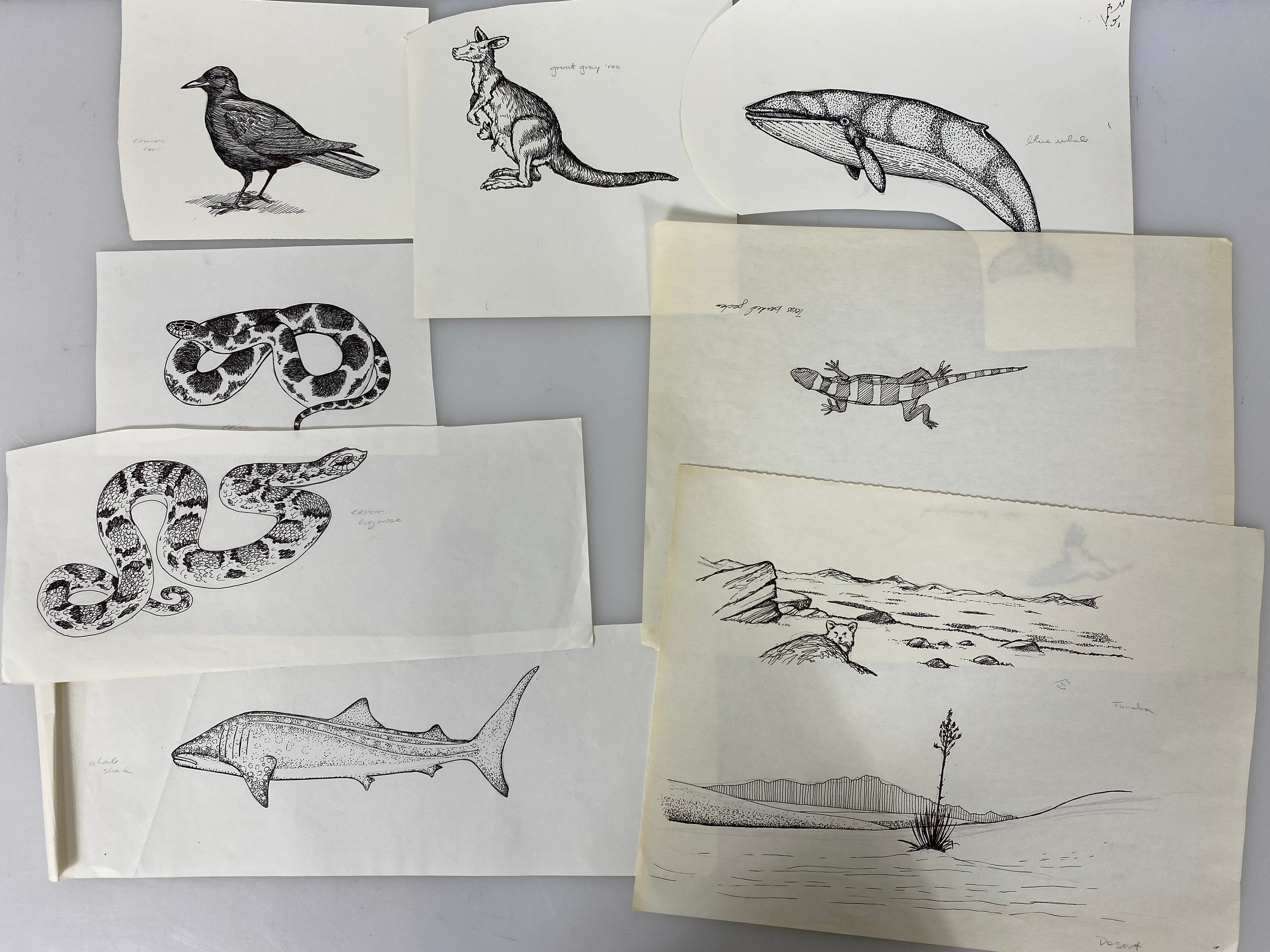 Collection of 165+ Pencil/Pen Hand Drawn Animal Pictures