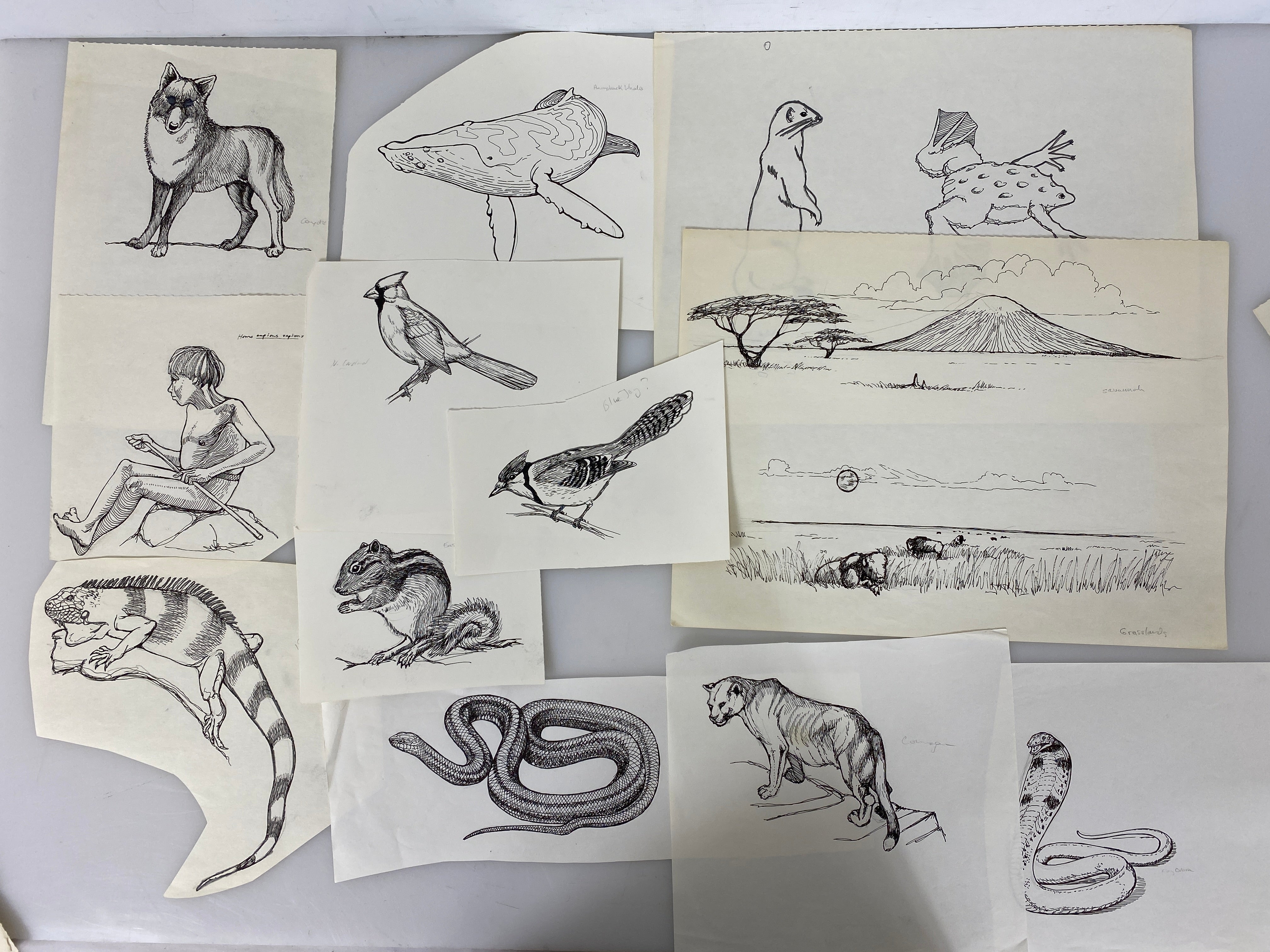 Collection of 165+ Pencil/Pen Hand Drawn Animal Pictures