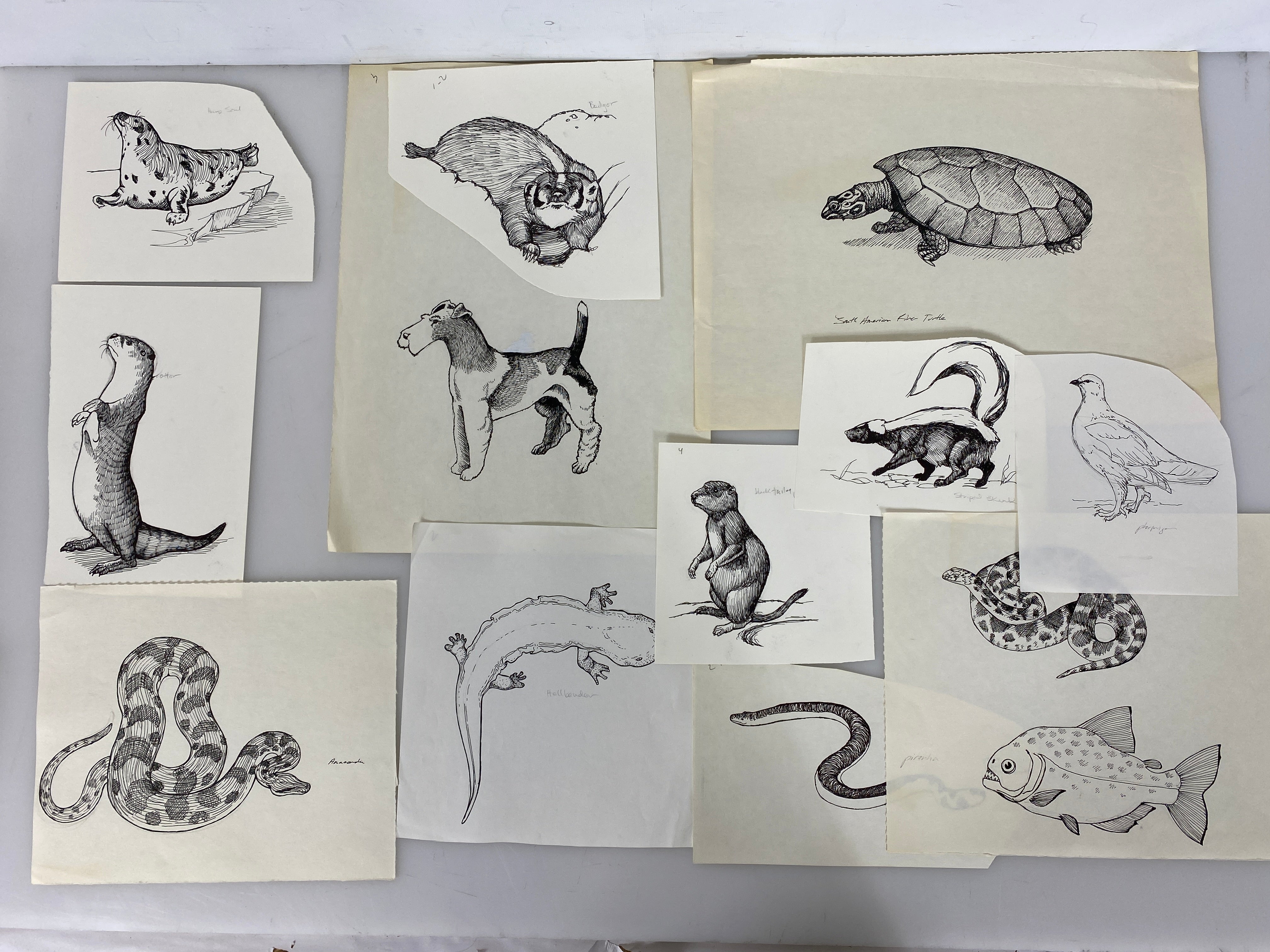 Collection of 165+ Pencil/Pen Hand Drawn Animal Pictures