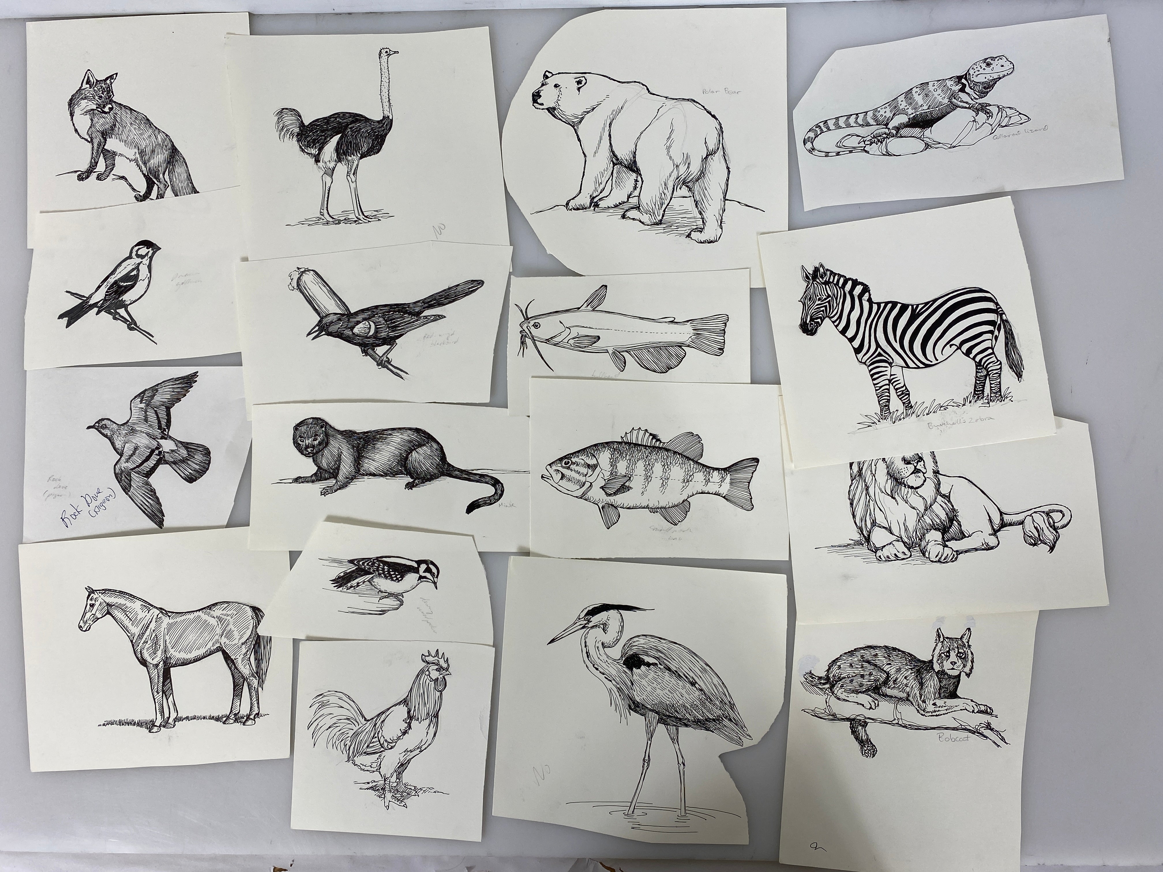 Collection of 165+ Pencil/Pen Hand Drawn Animal Pictures
