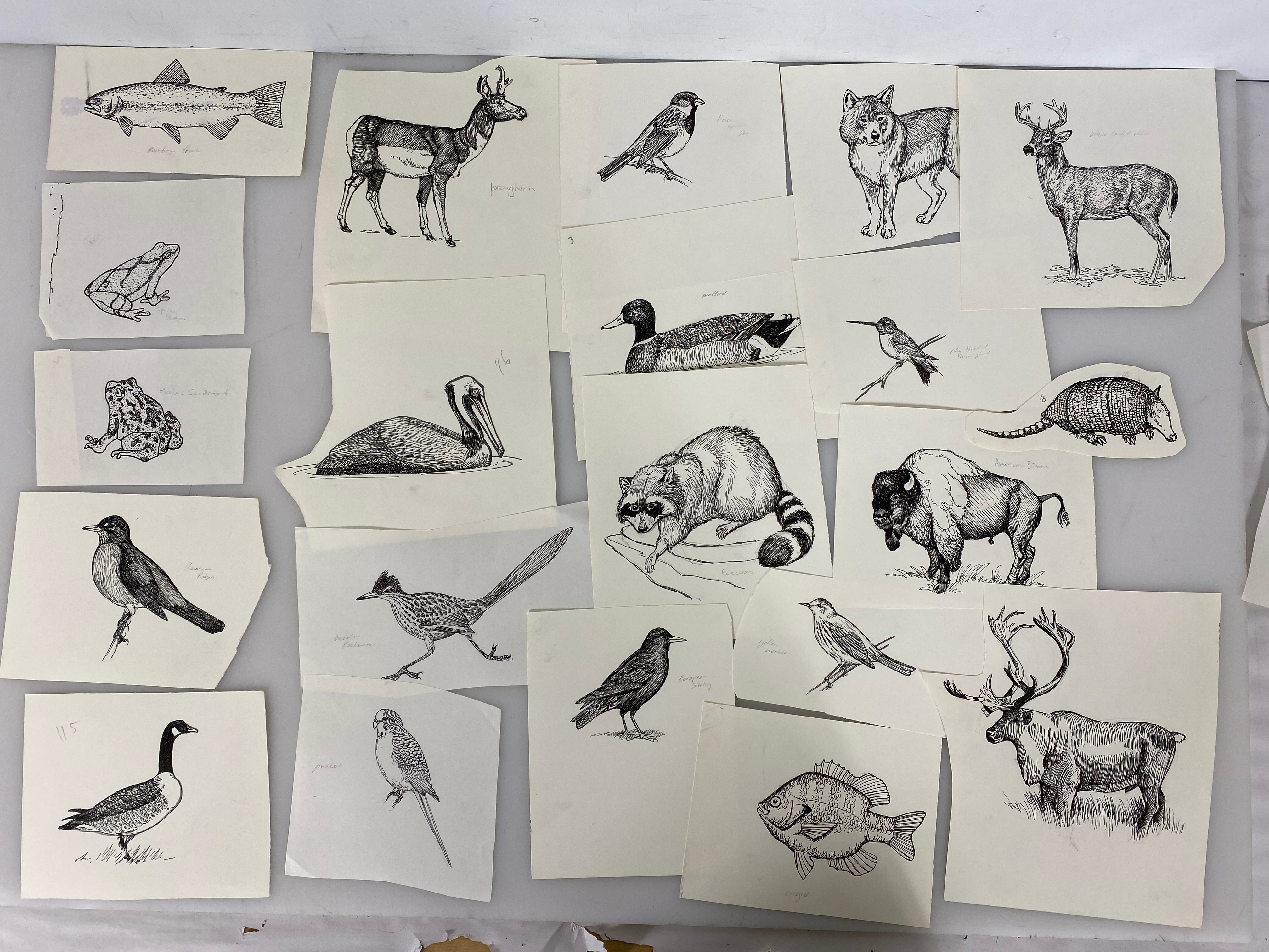 Collection of 165+ Pencil/Pen Hand Drawn Animal Pictures