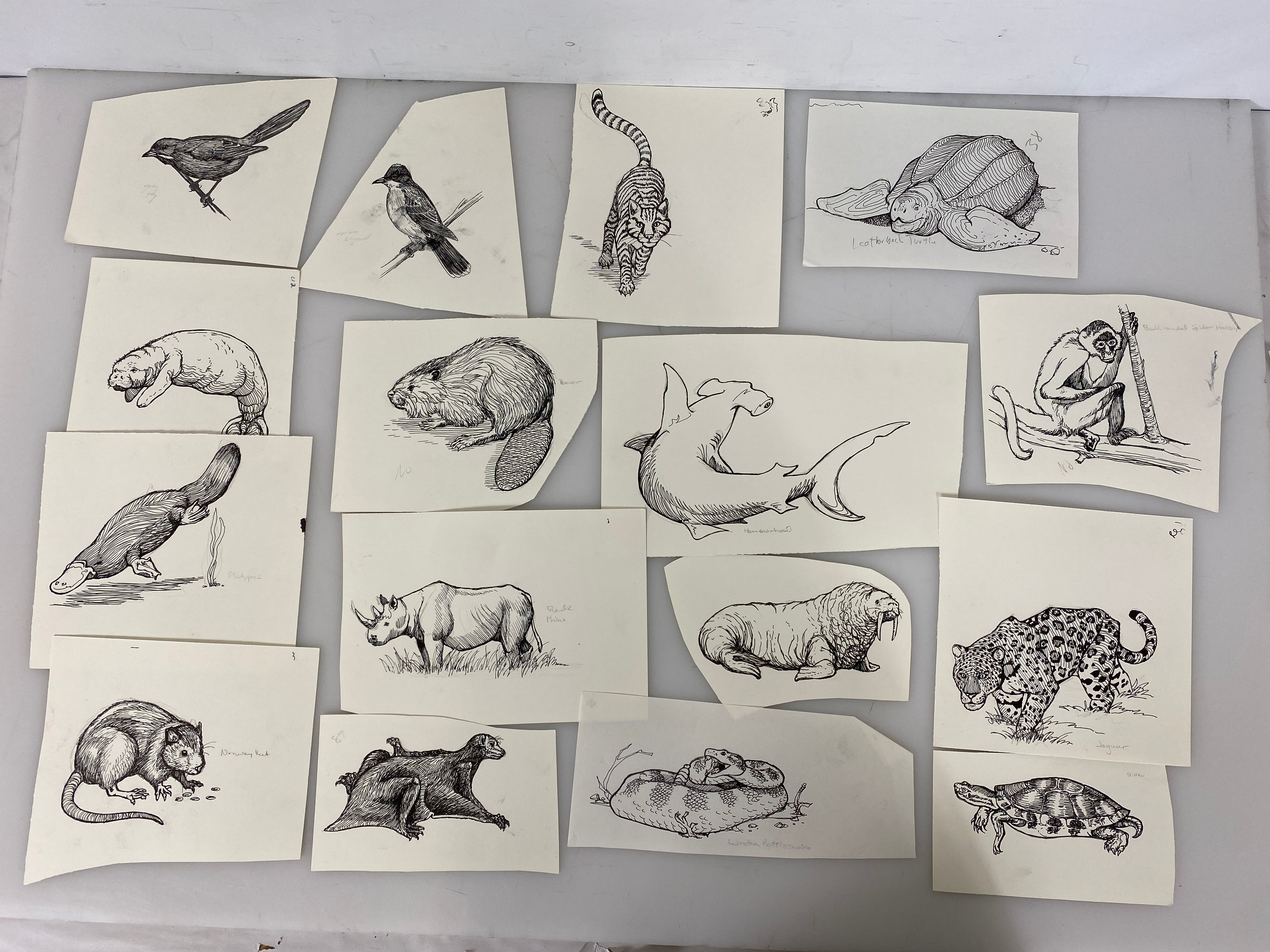 Collection of 165+ Pencil/Pen Hand Drawn Animal Pictures
