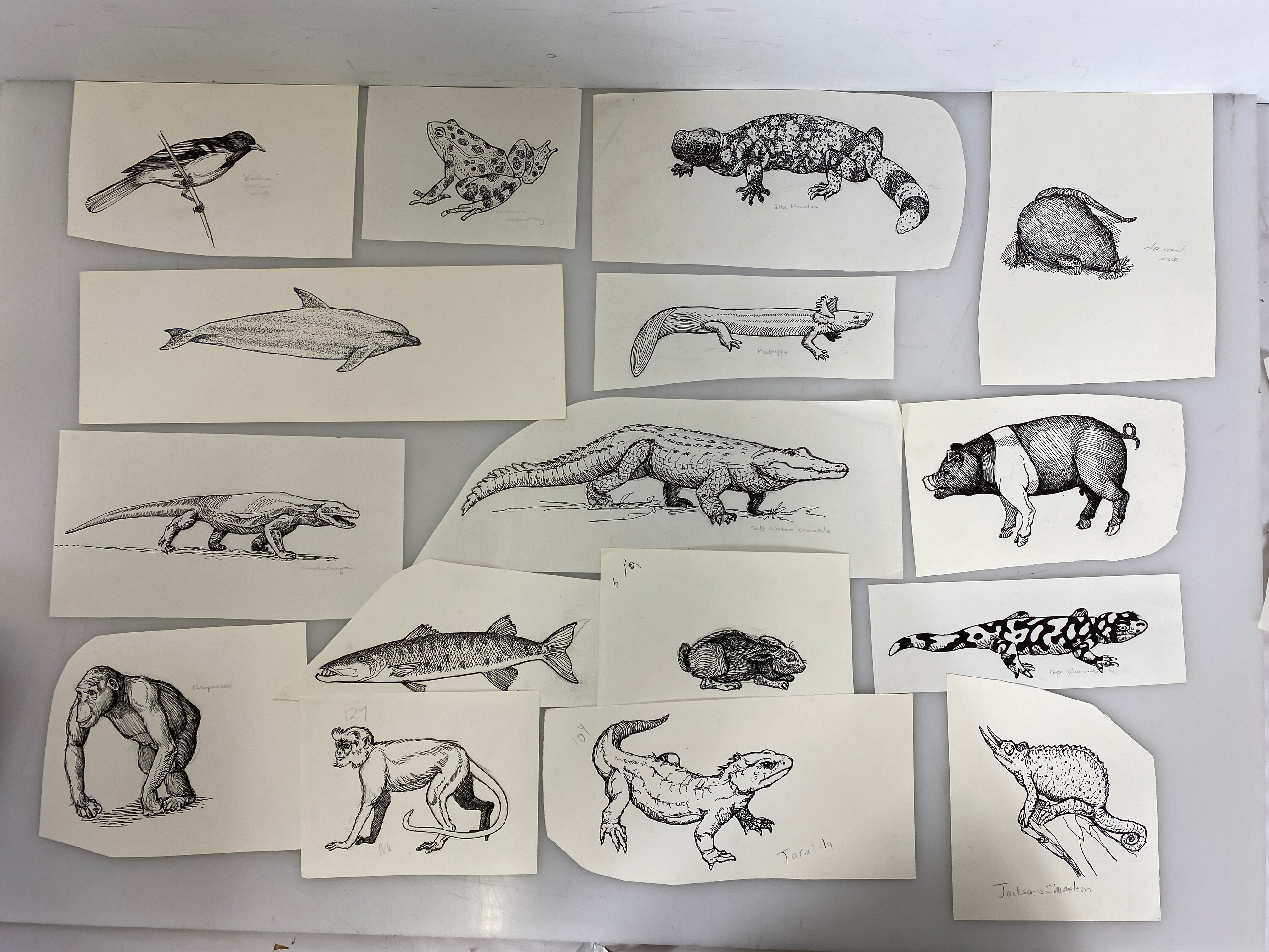 Collection of 165+ Pencil/Pen Hand Drawn Animal Pictures