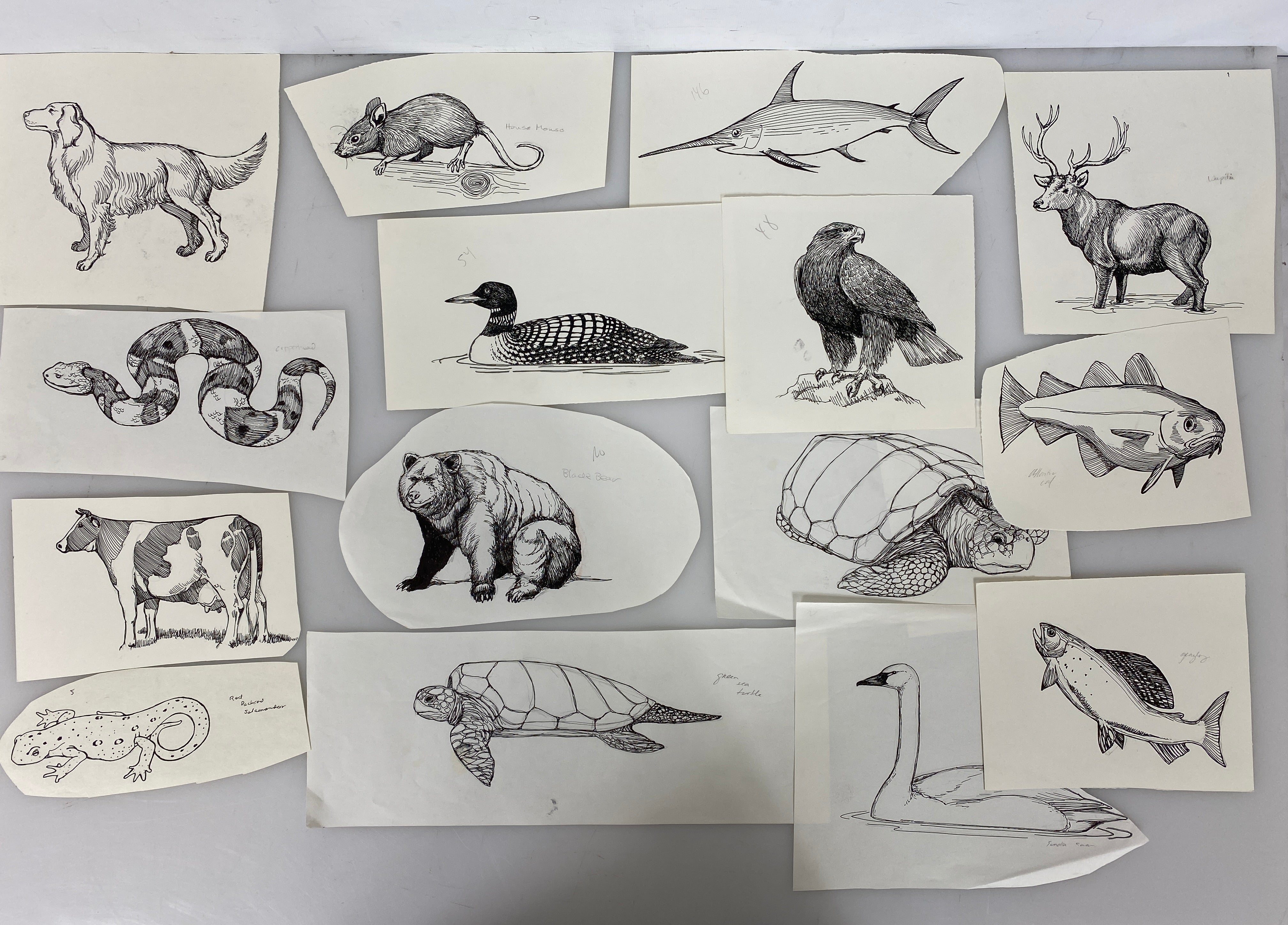 Collection of 165+ Pencil/Pen Hand Drawn Animal Pictures