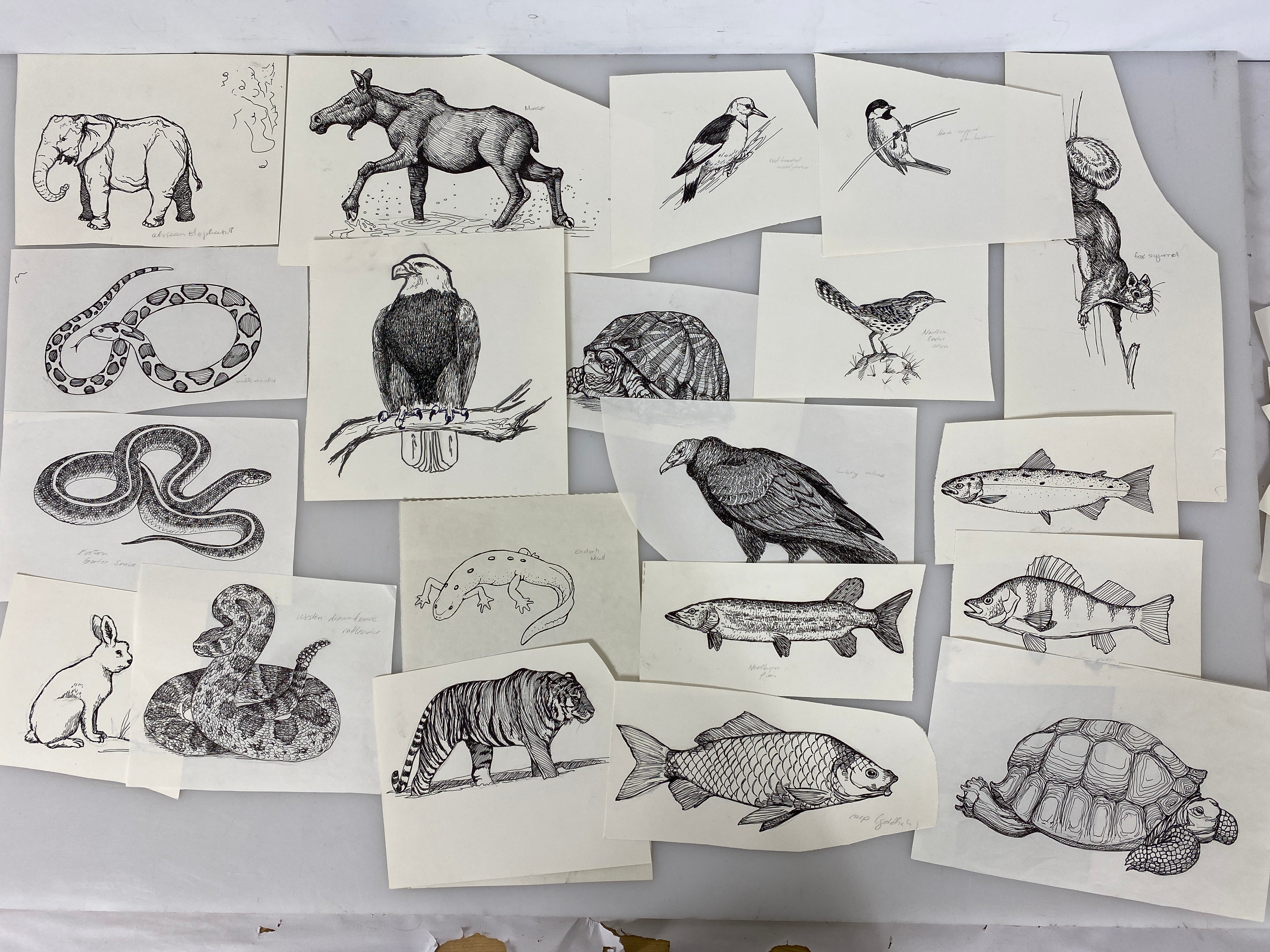Collection of 165+ Pencil/Pen Hand Drawn Animal Pictures