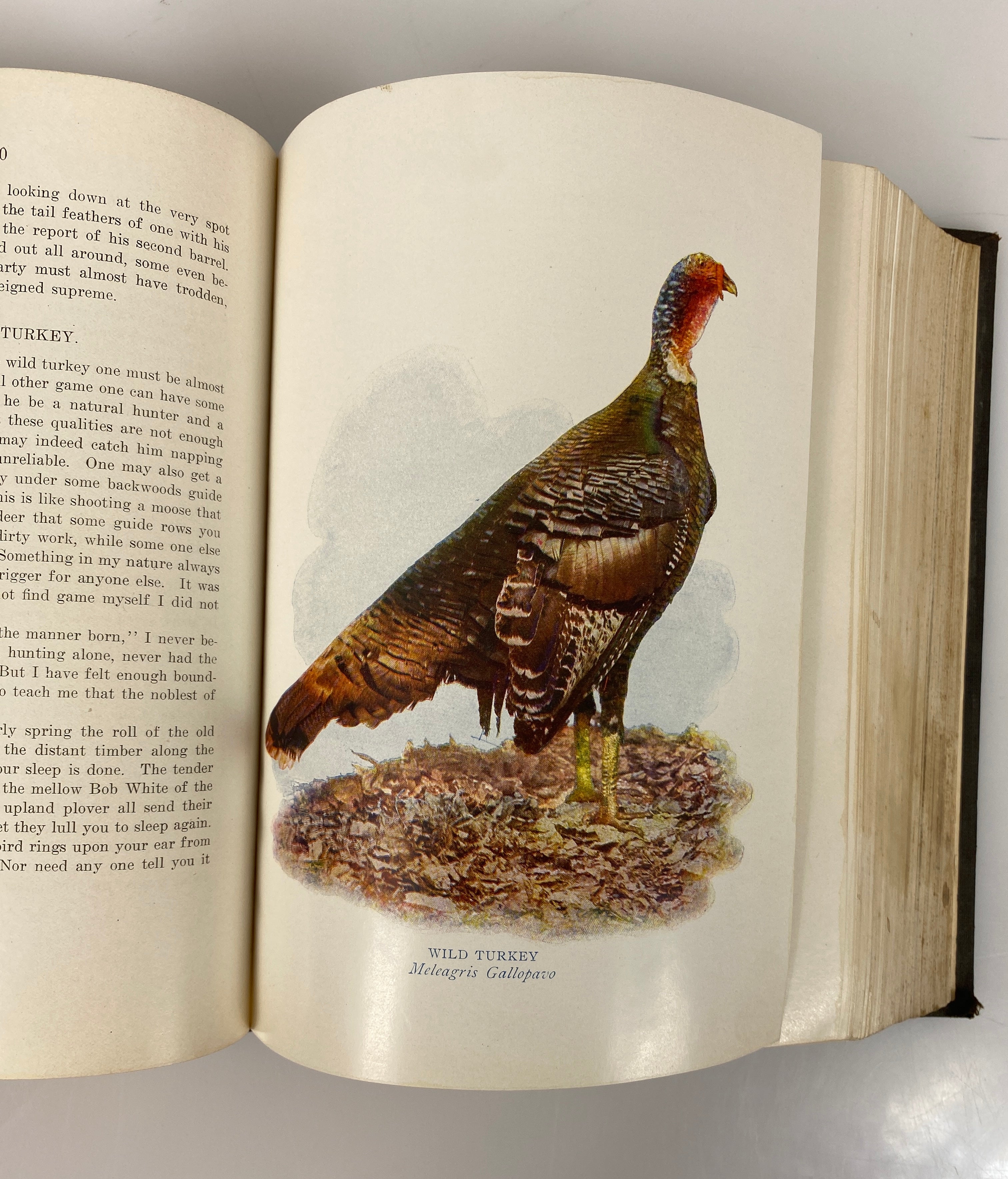 Commissioner's Report Fish & Game of Indiana 1908 Antique Illustrated HC