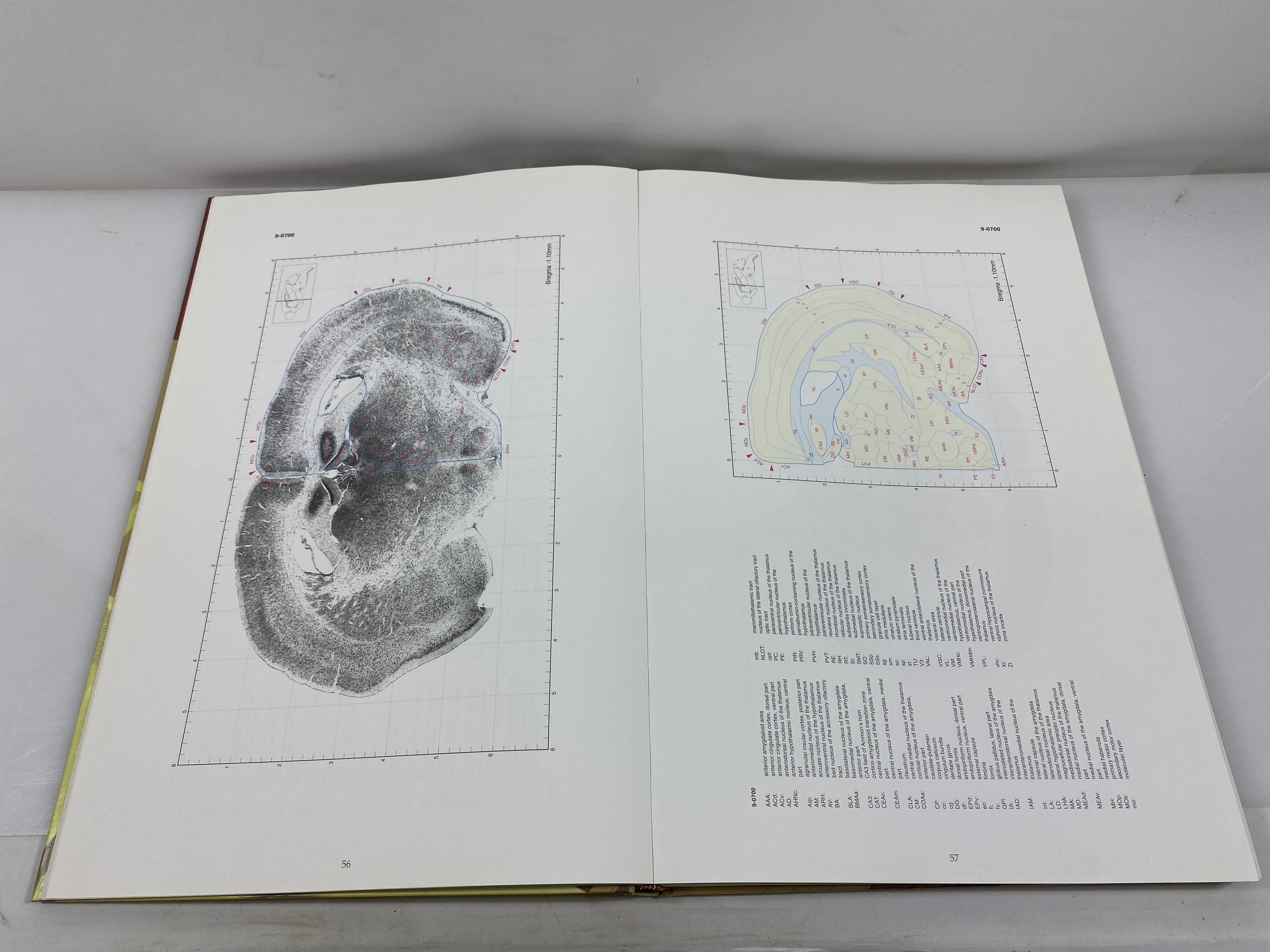 Comparative Cytoarchitectonic Atlas of C57BL/6 & 129/Sv Mouse Brains Hof 2000 HC