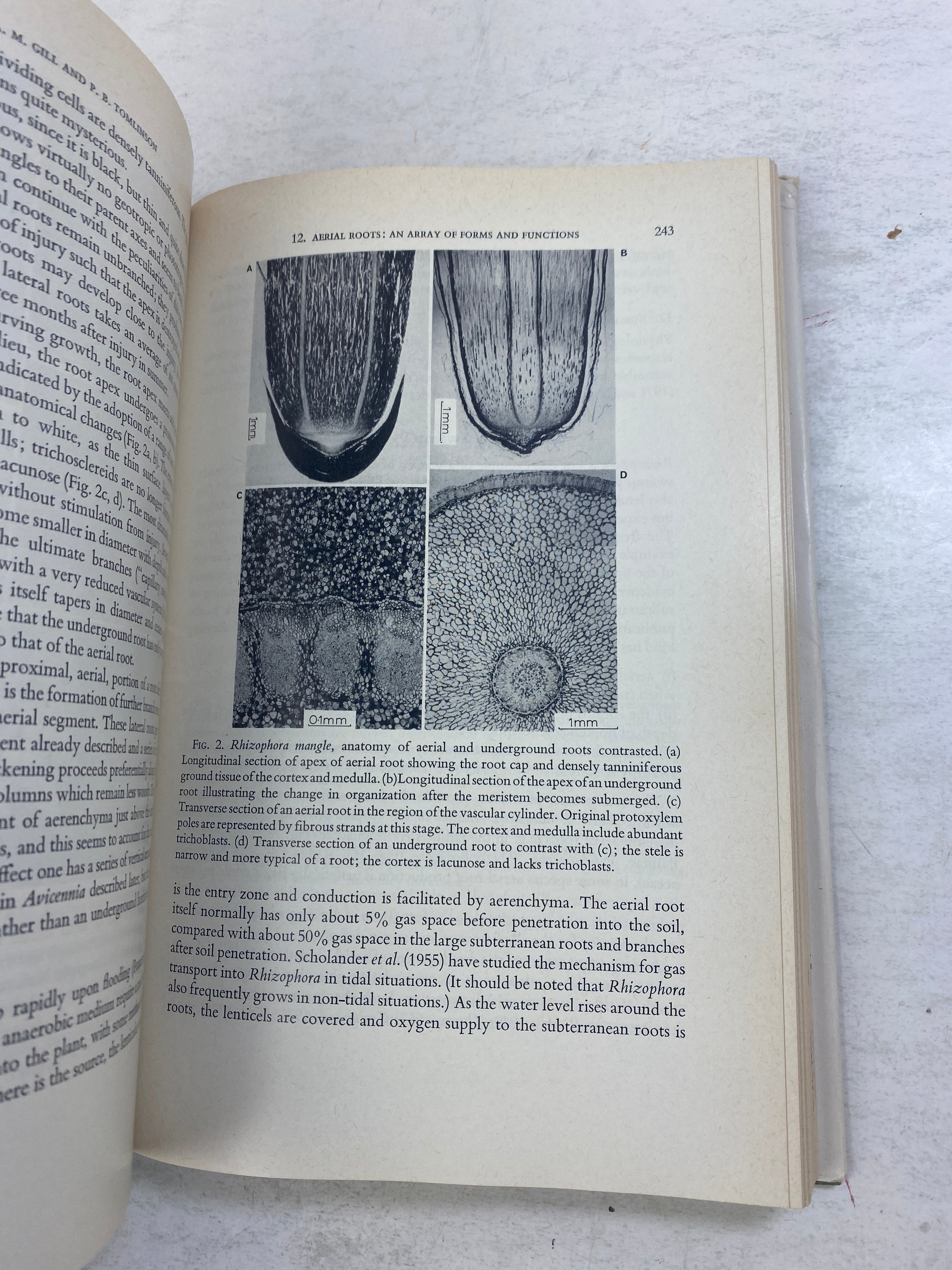 Development and Function of Roots James Beard Collection HCDJ 1975