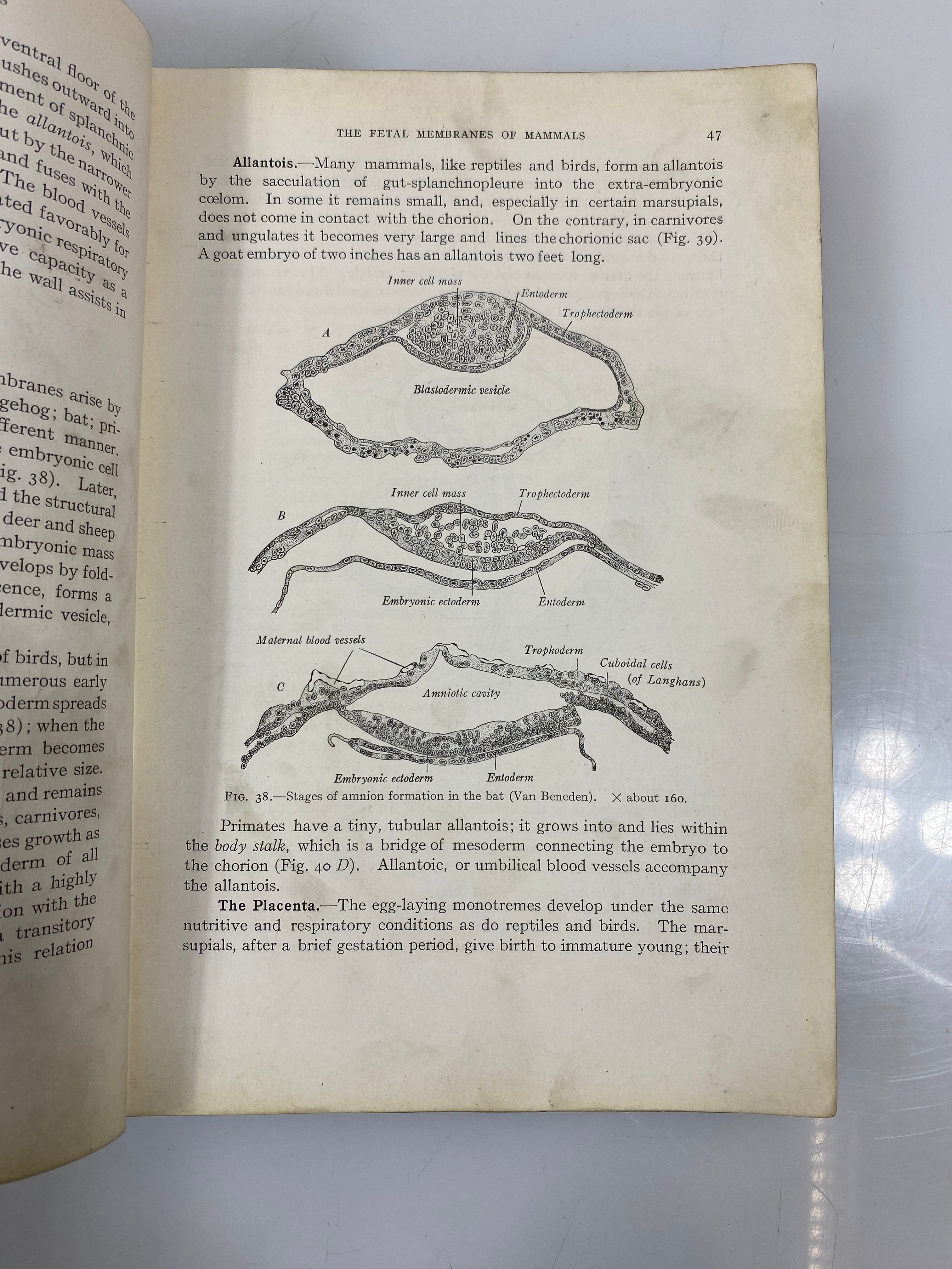 Developmental Anatomy Arey WB Saunders 1925 HC