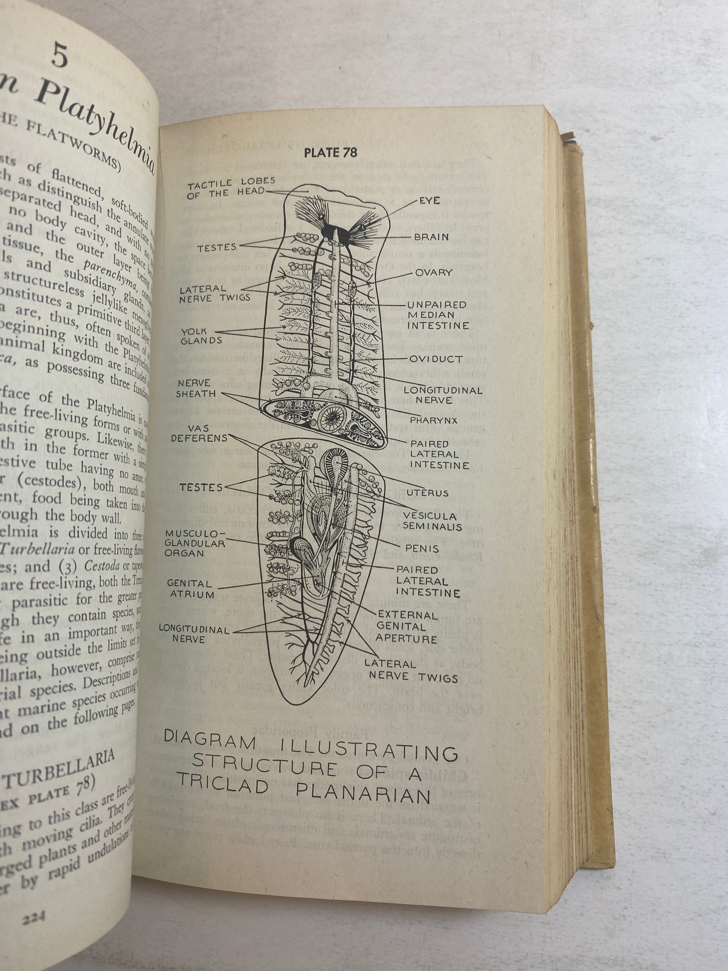Field Book of Seashore Life Roy Waldo Miner HCDJ 1950