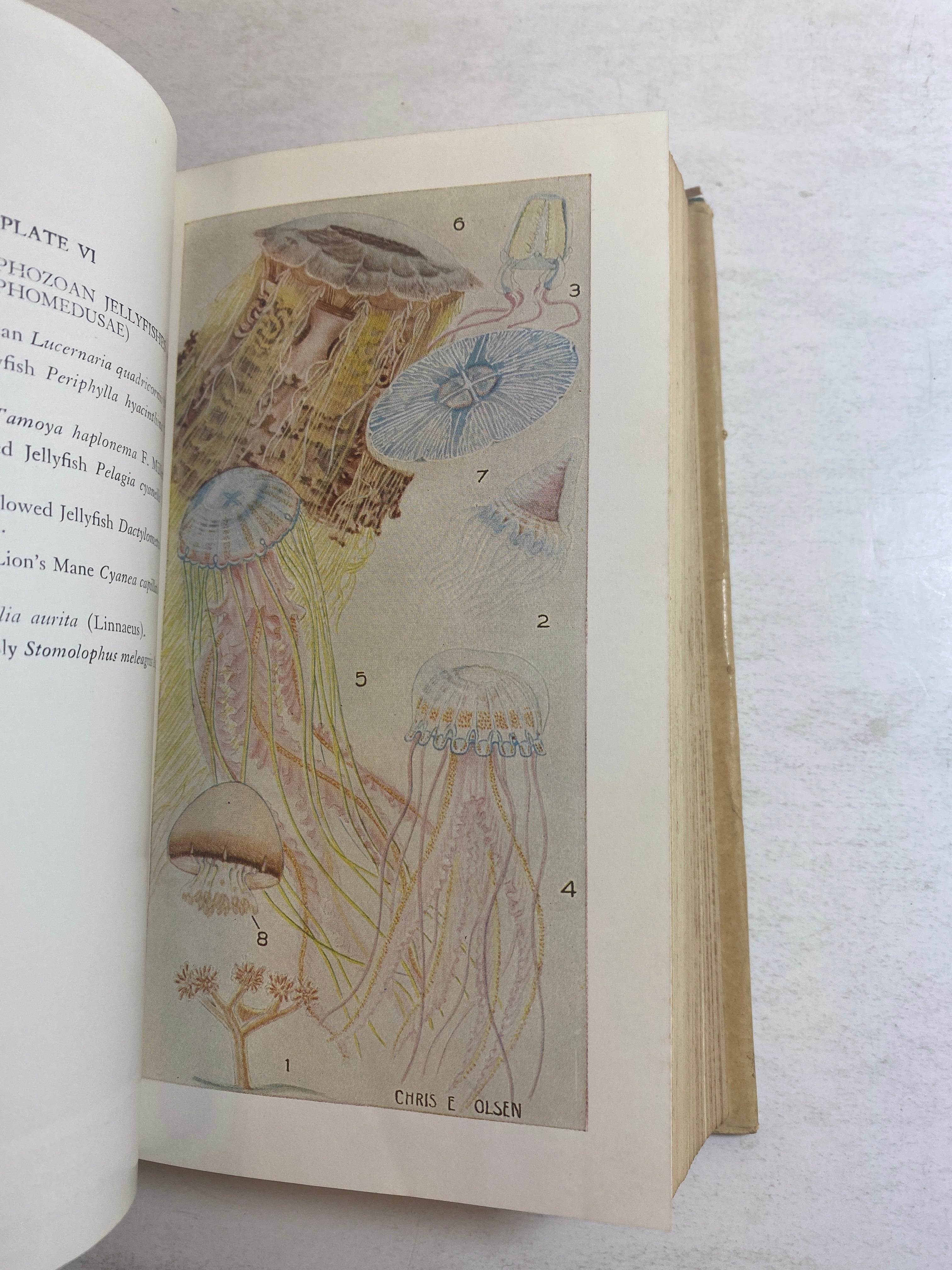 Field Book of Seashore Life Roy Waldo Miner HCDJ 1950