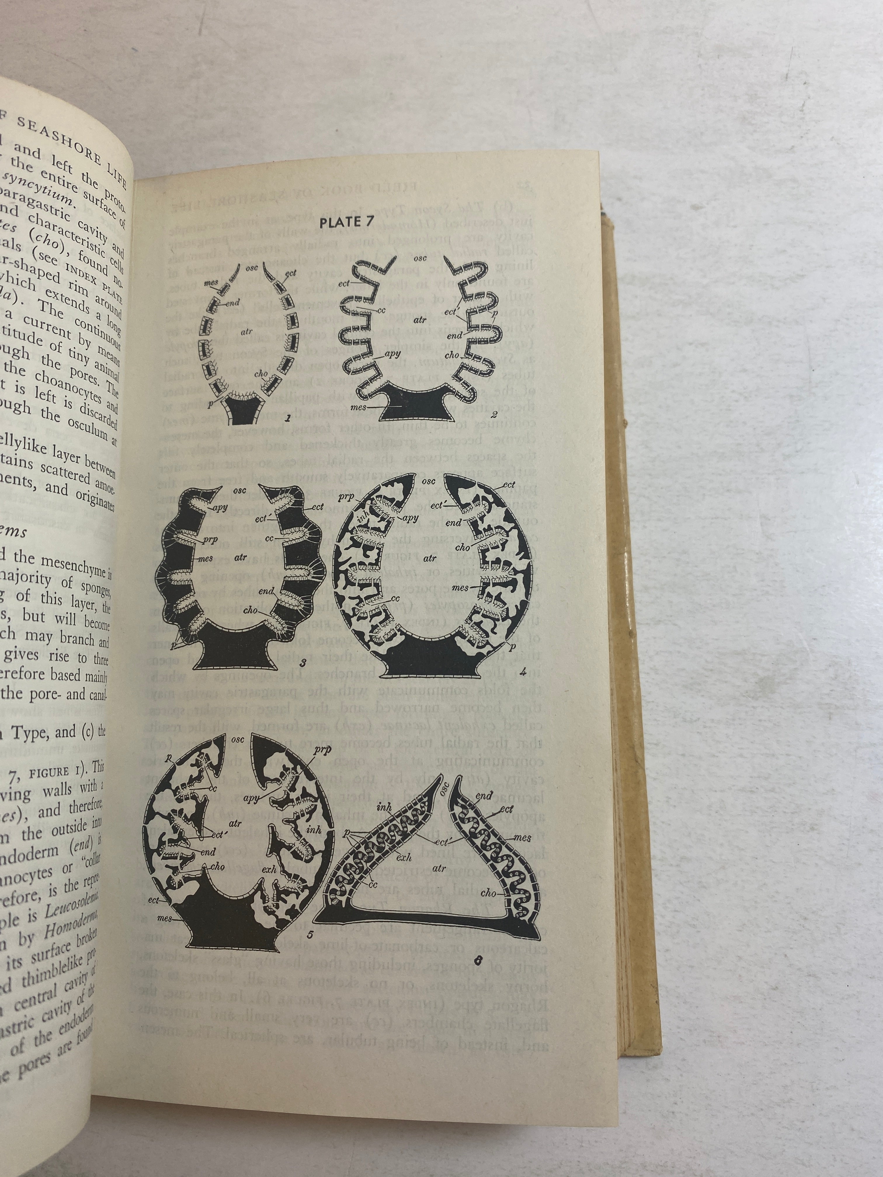 Field Book of Seashore Life Roy Waldo Miner HCDJ 1950