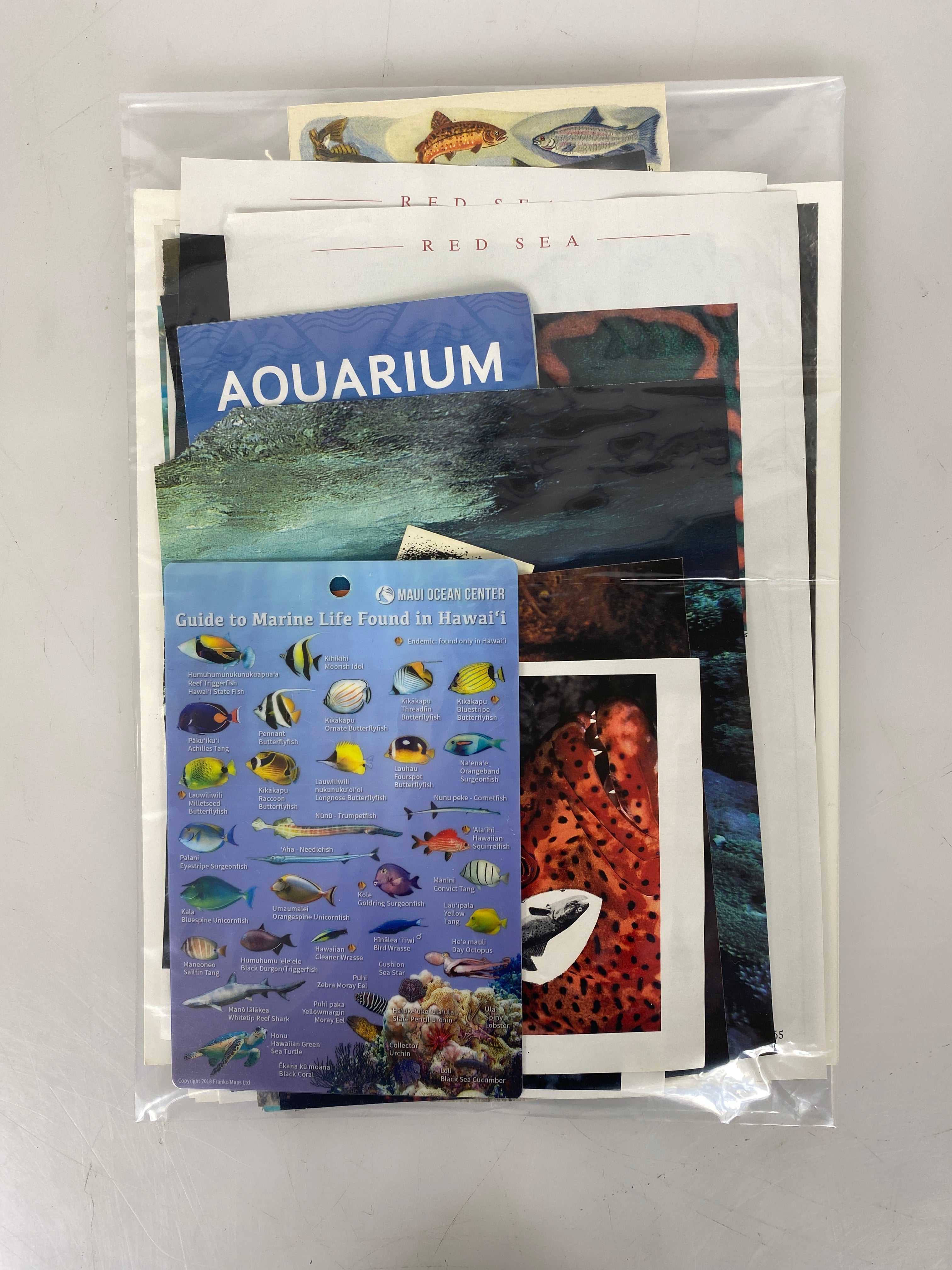 Fish/Marine Life Paper Ephemera Pack - 25 pcs