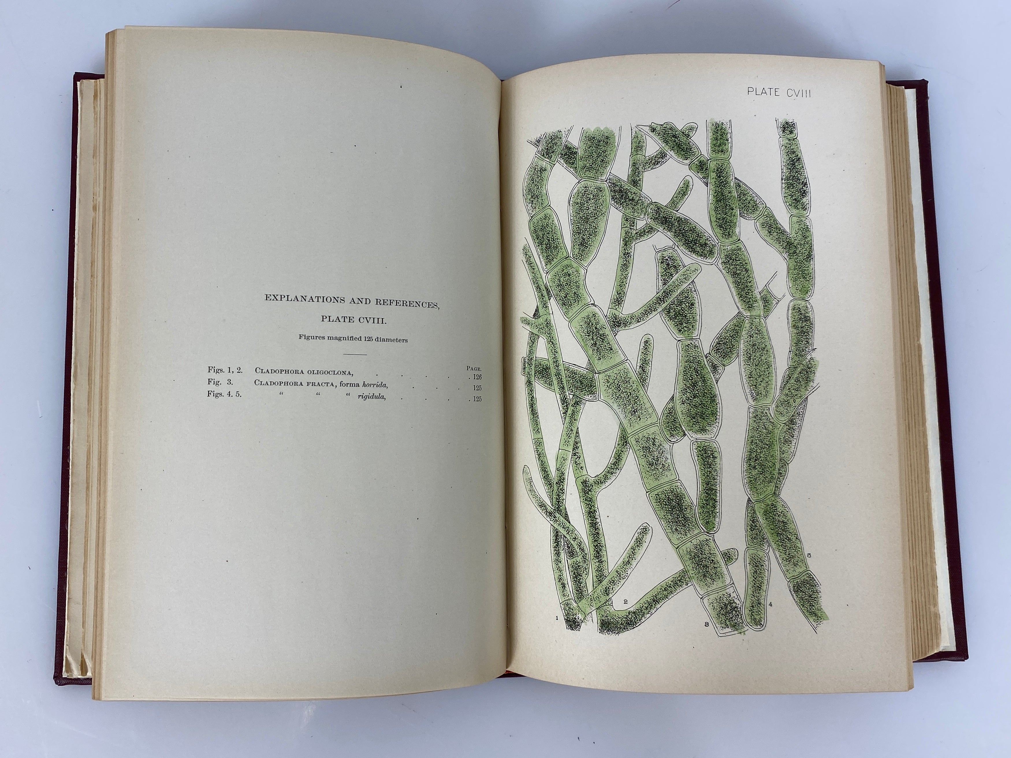Fresh Water Algae of the United States by F. Wolle 1887 in Library Binding