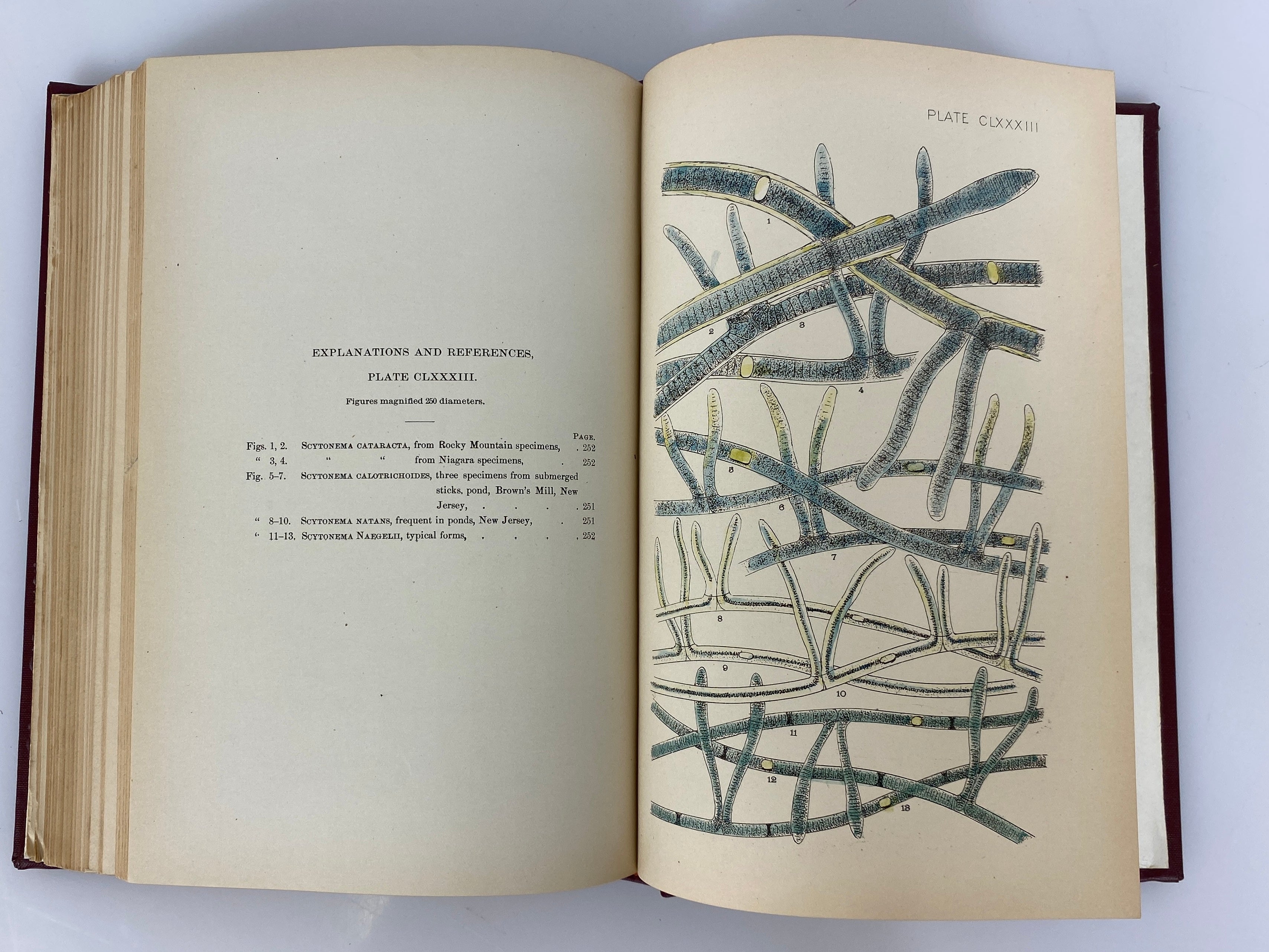 Fresh Water Algae of the United States by F. Wolle 1887 in Library Binding
