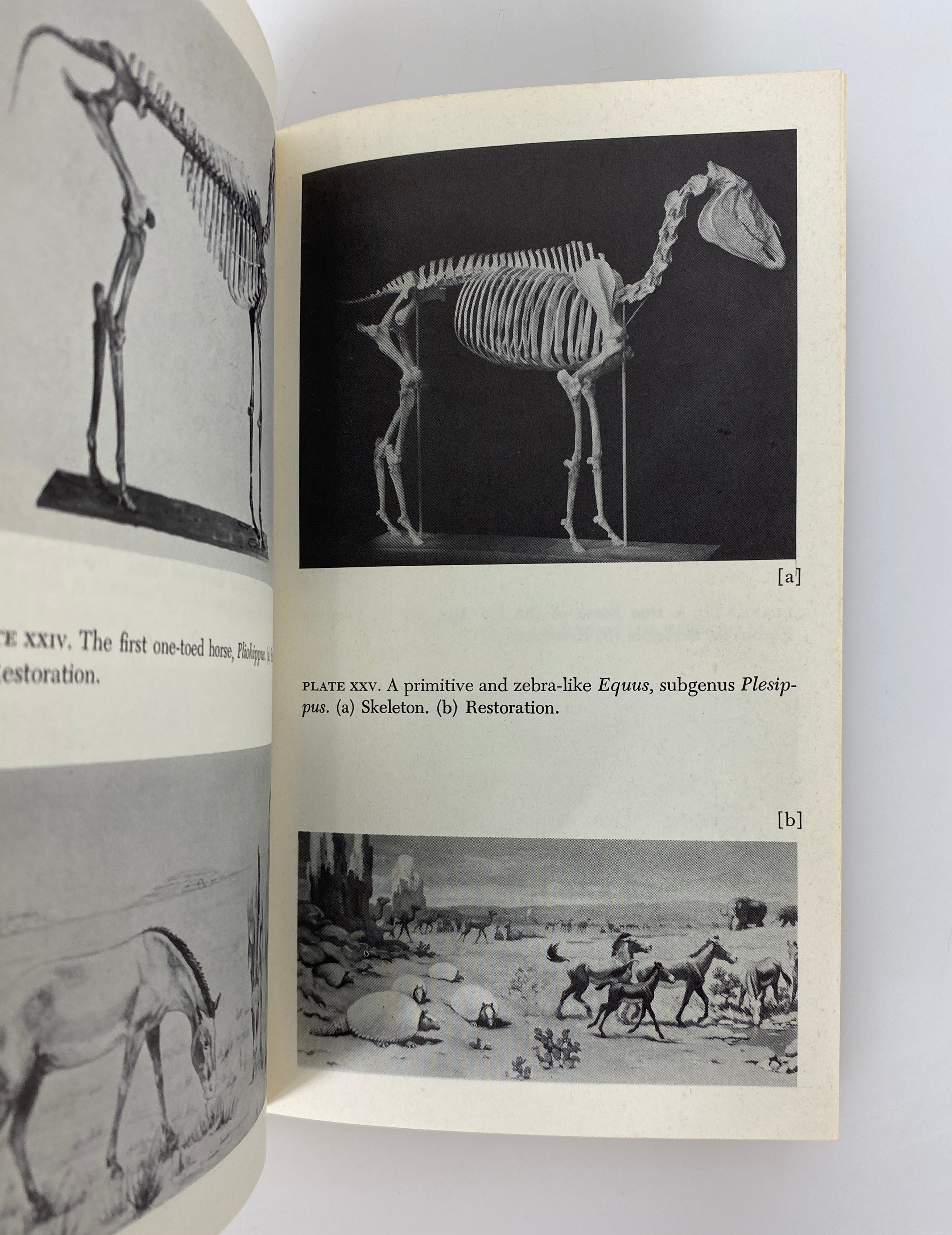 Horses by George Gaylord Simpson 1961 Doubleday Anchor PB