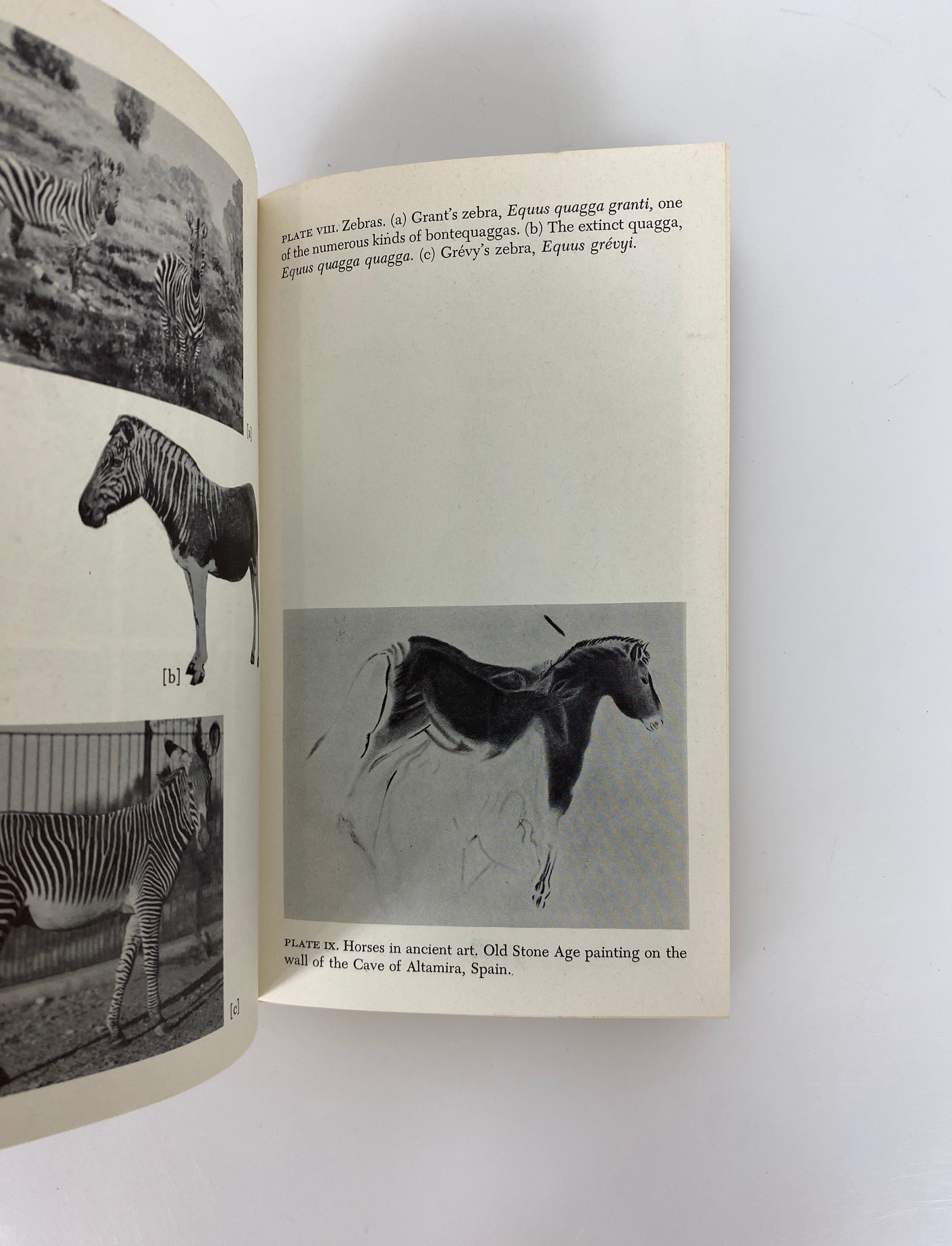 Horses by George Gaylord Simpson 1961 Doubleday Anchor PB