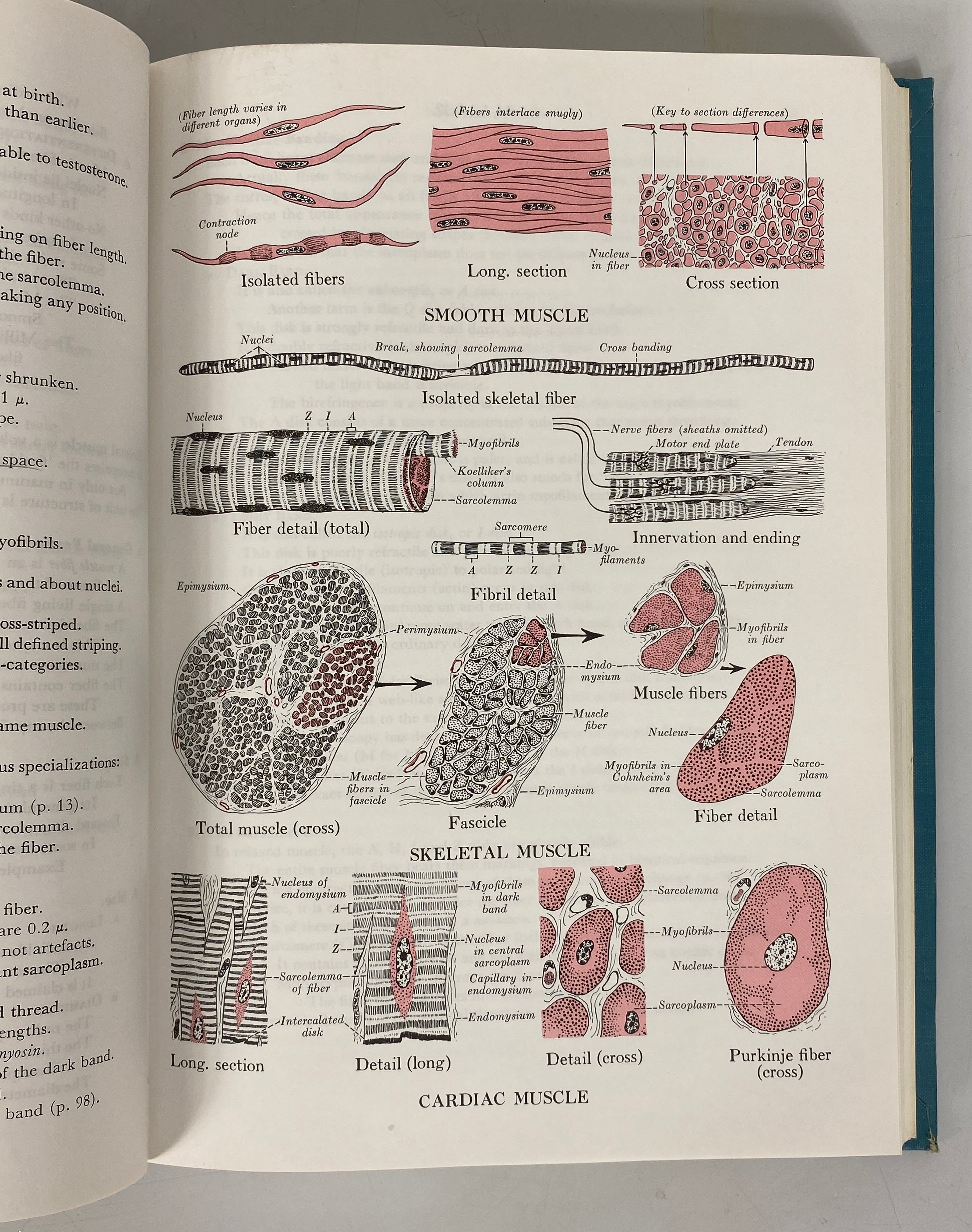 Human Histology Leslie Brainerd Arey 1963 Second Edition Vintage HC