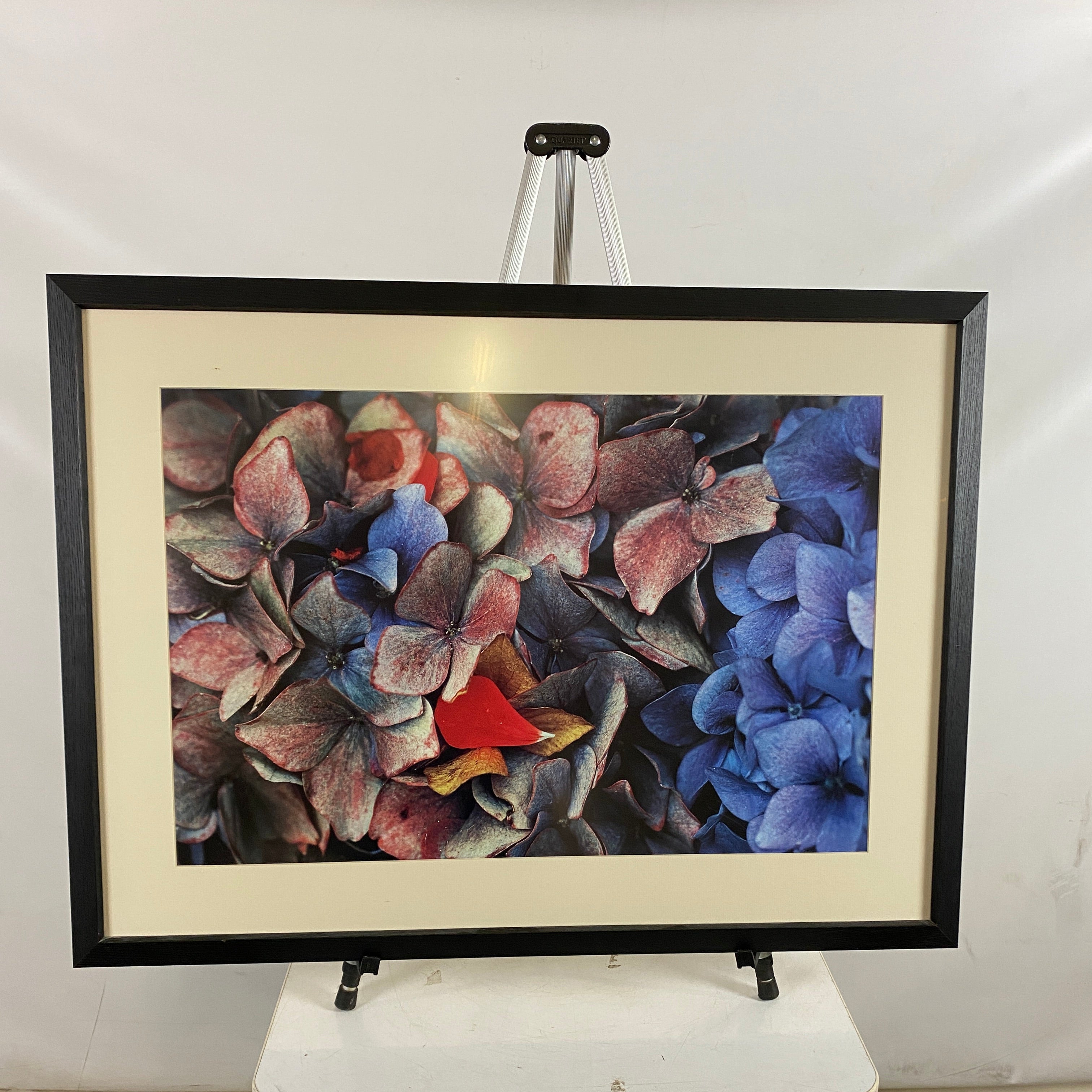 'Hydrangeas, California 1982' Photograph Framed Print