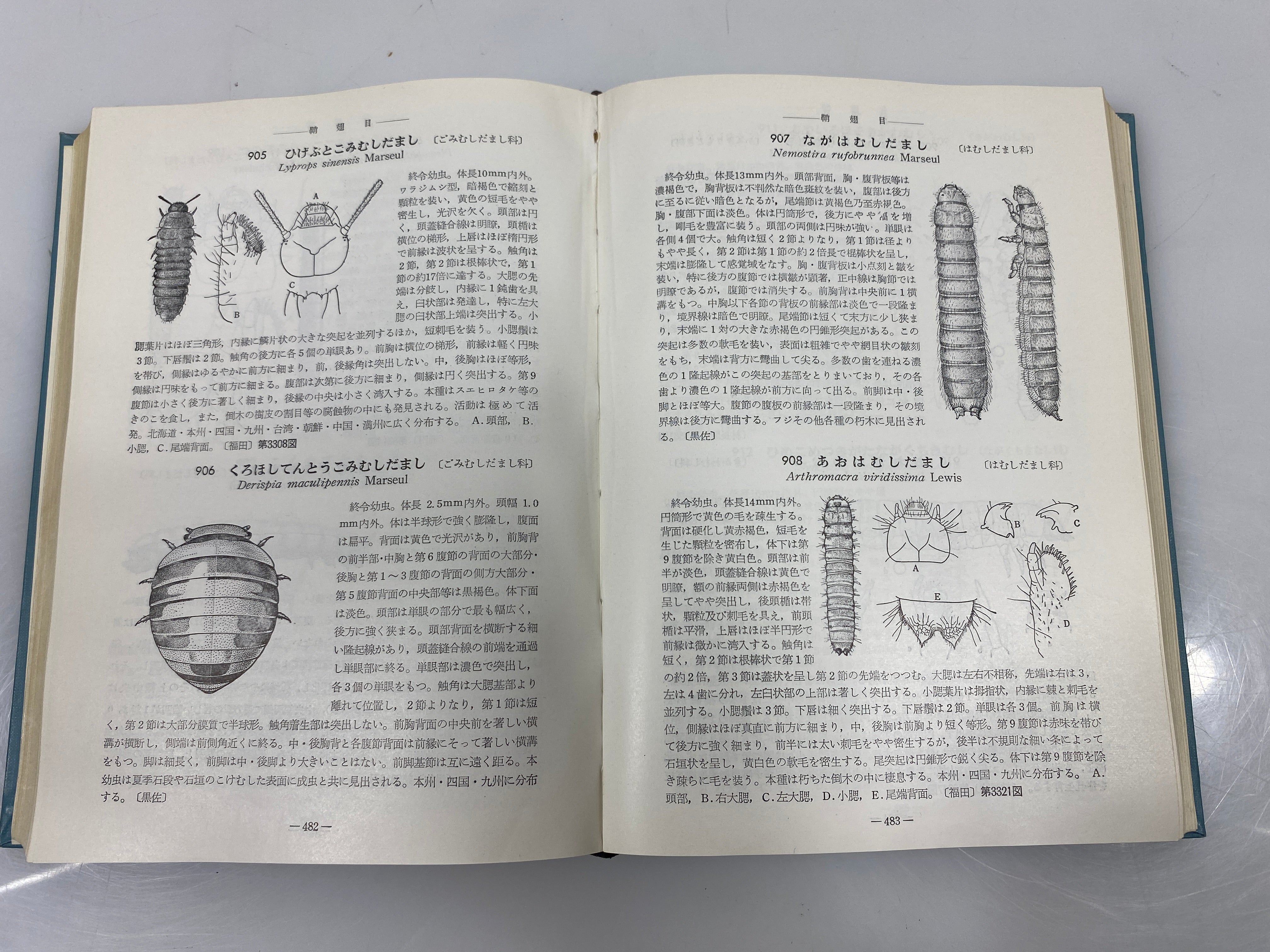 Illustrated Insect Larvae of Japan Ex-library HC