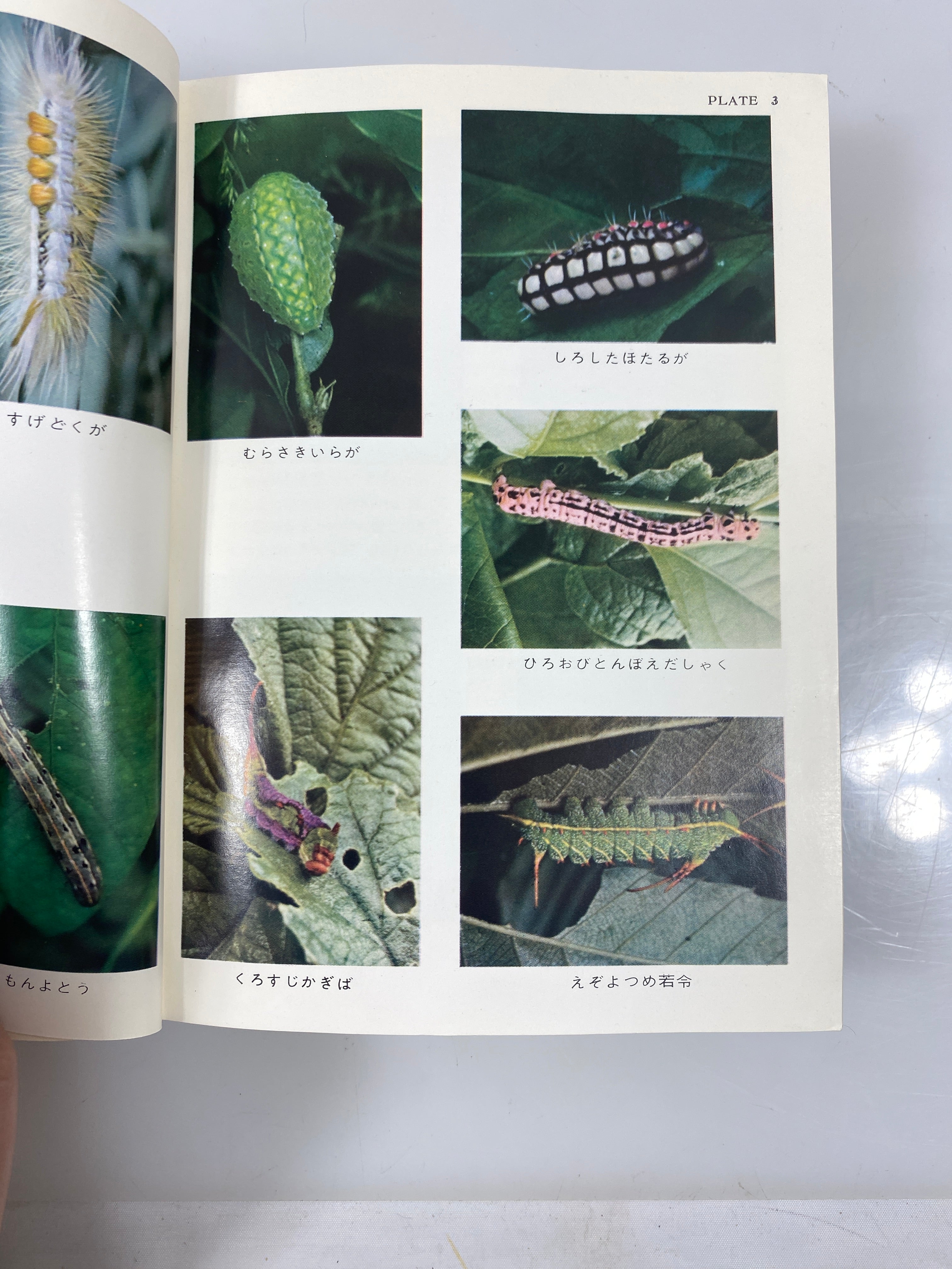 Illustrated Insect Larvae of Japan Ex-library HC