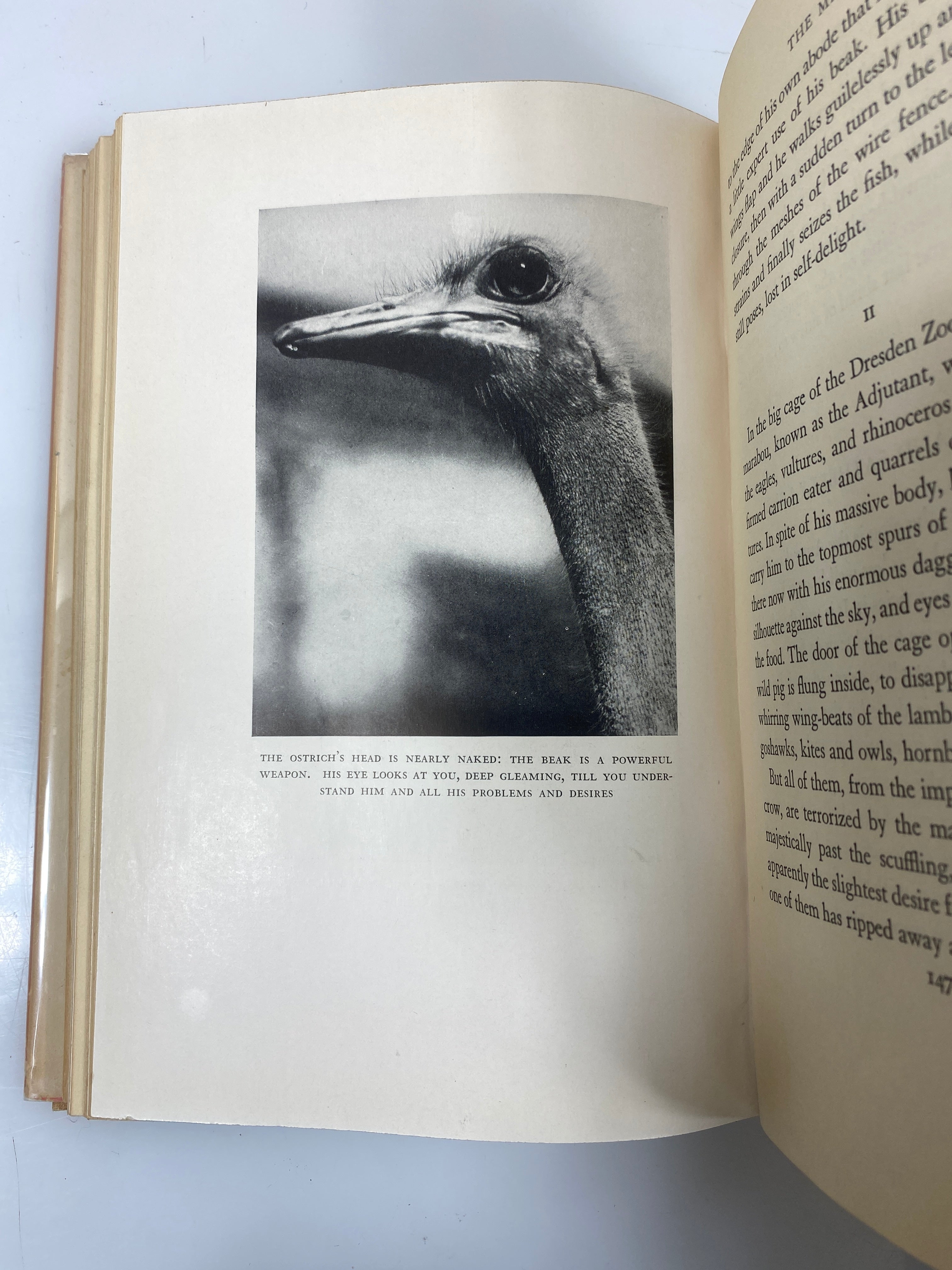 In My Zoo by Paul Eipper Junior Literary Guild 1932 HCDJ