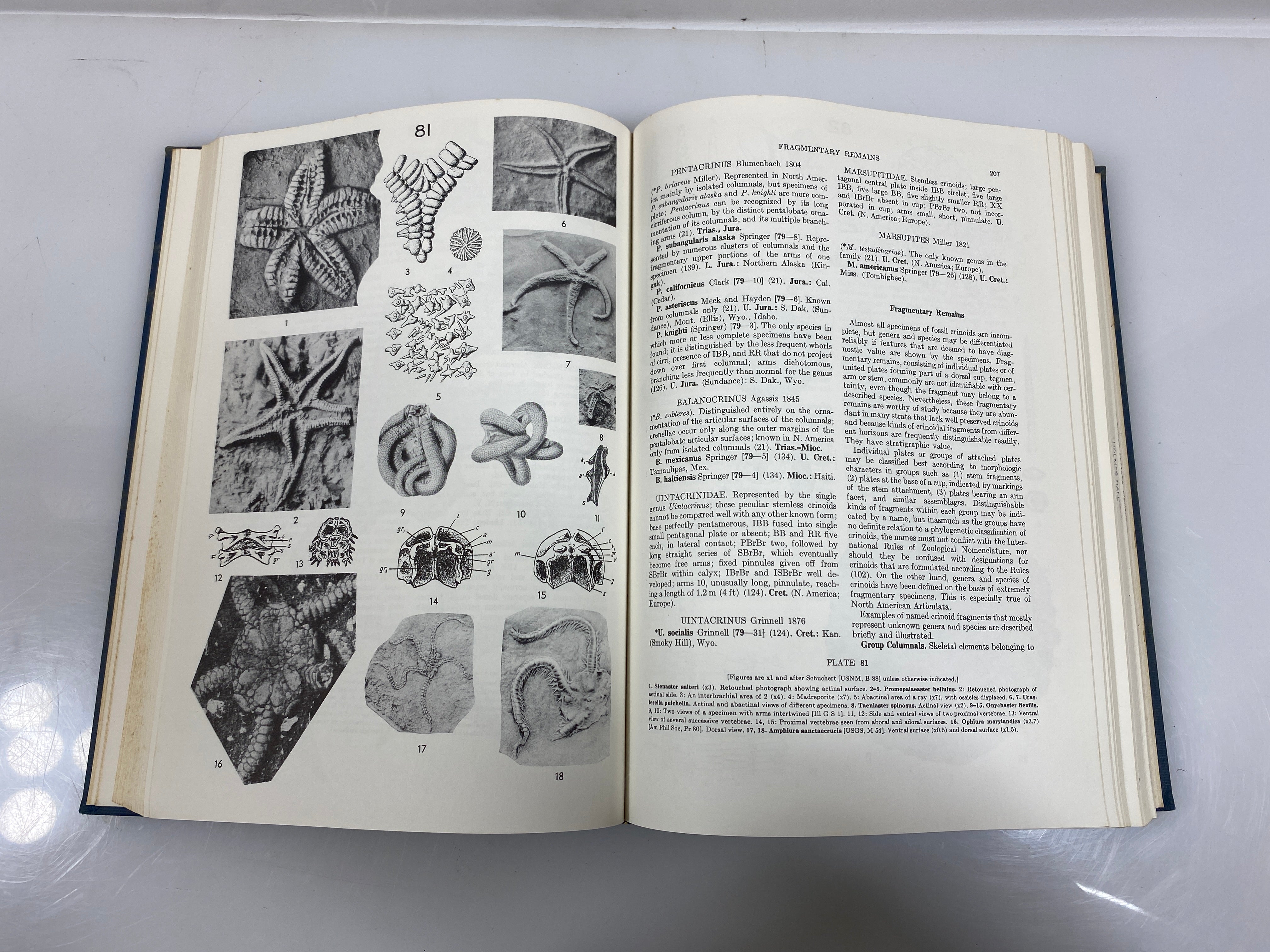 Index Fossils of North America by Shimer/Shrock 8th Print 1965 Ex-Library HC