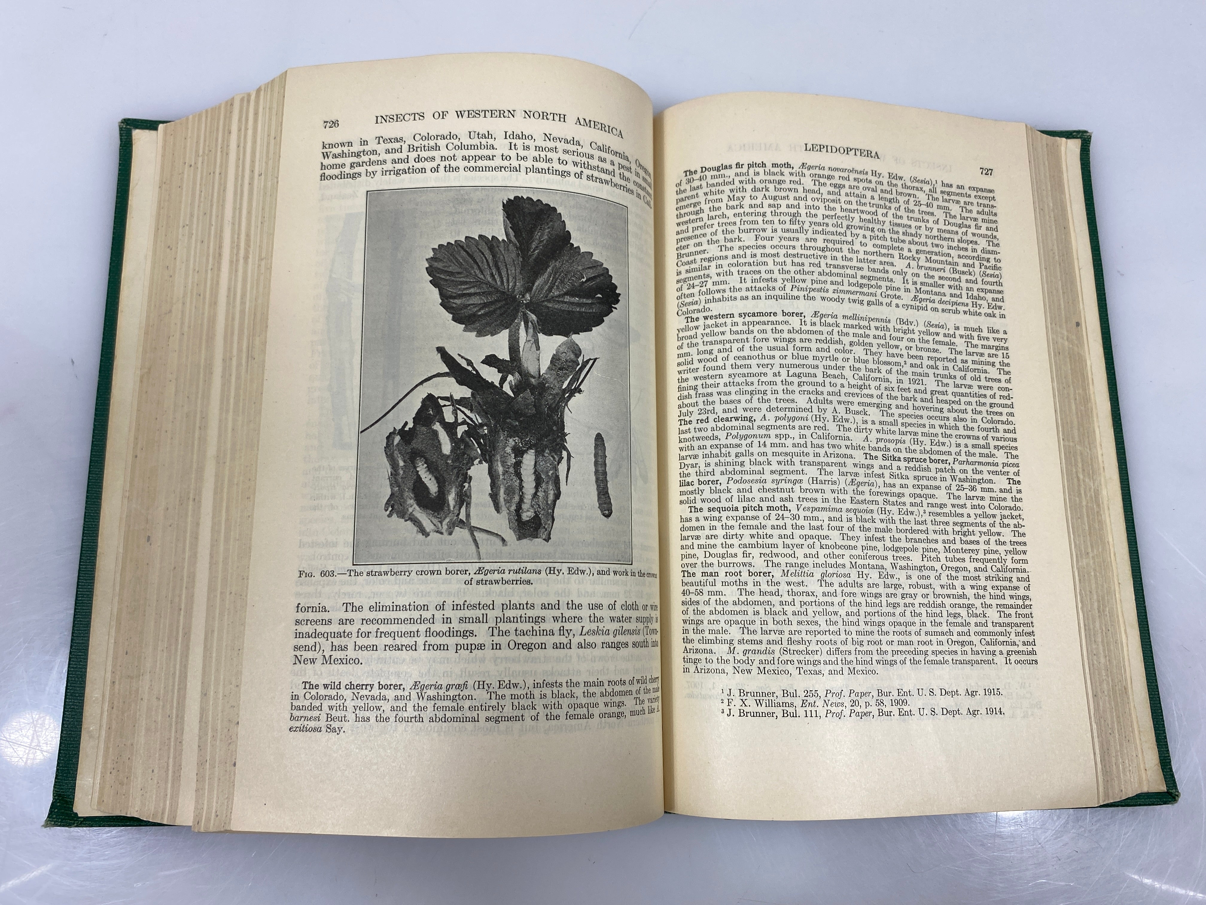 Insects of Western North America by Essig Ex-library 1926 HC