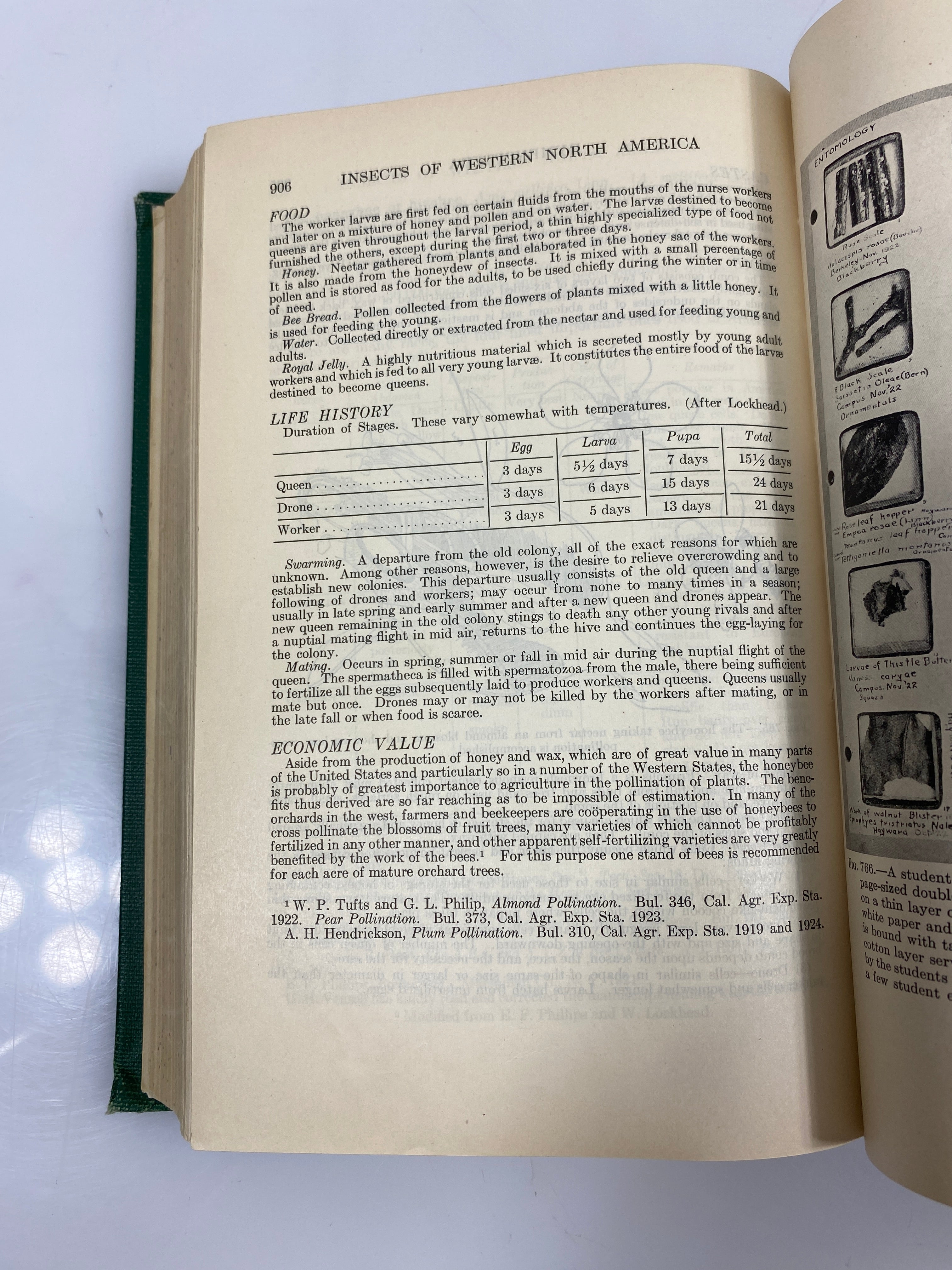 Insects of Western North America by Essig Ex-library 1926 HC