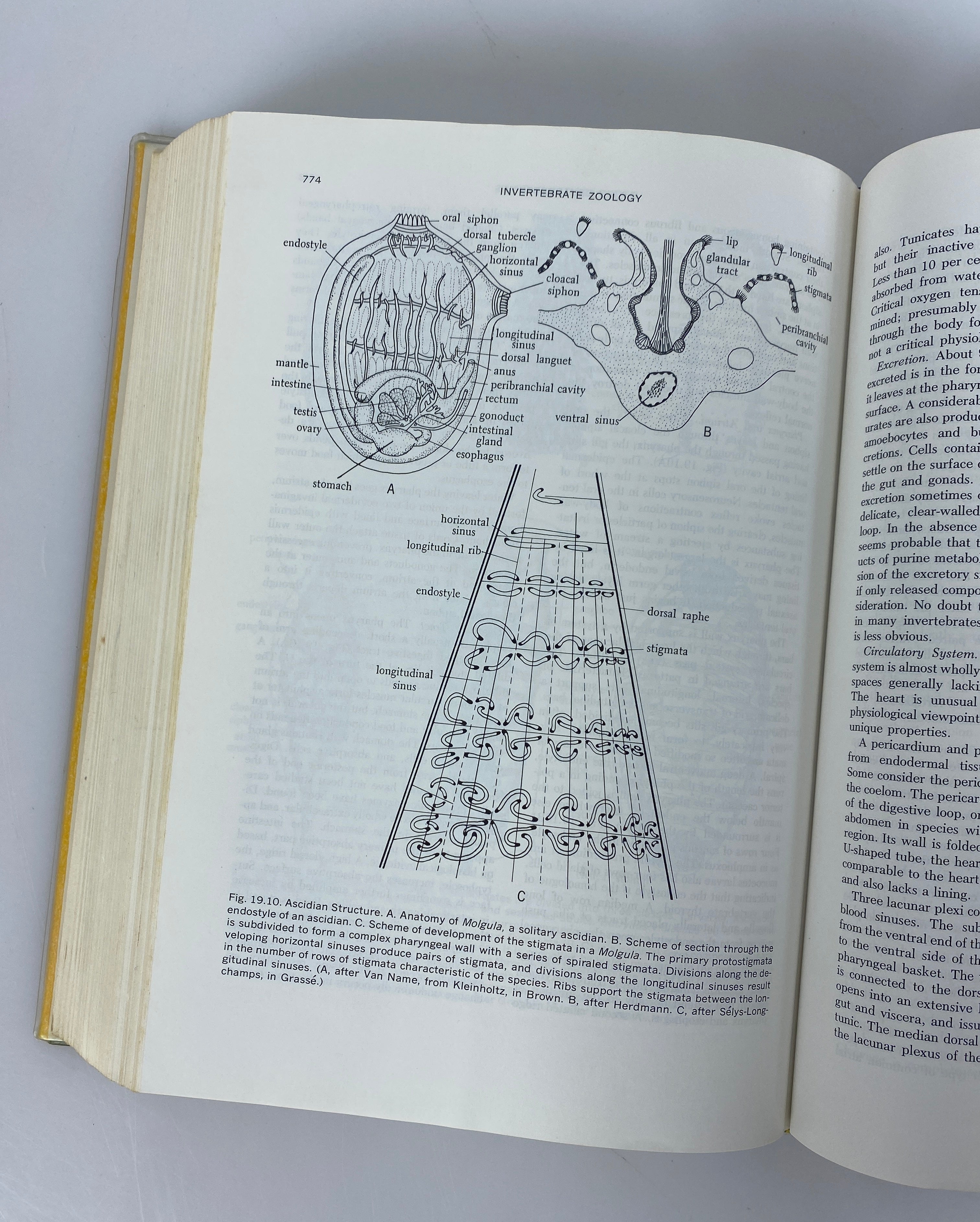 Invertebrate Zoology by Paul Meglitsch 1972 2nd Edition HC DJ