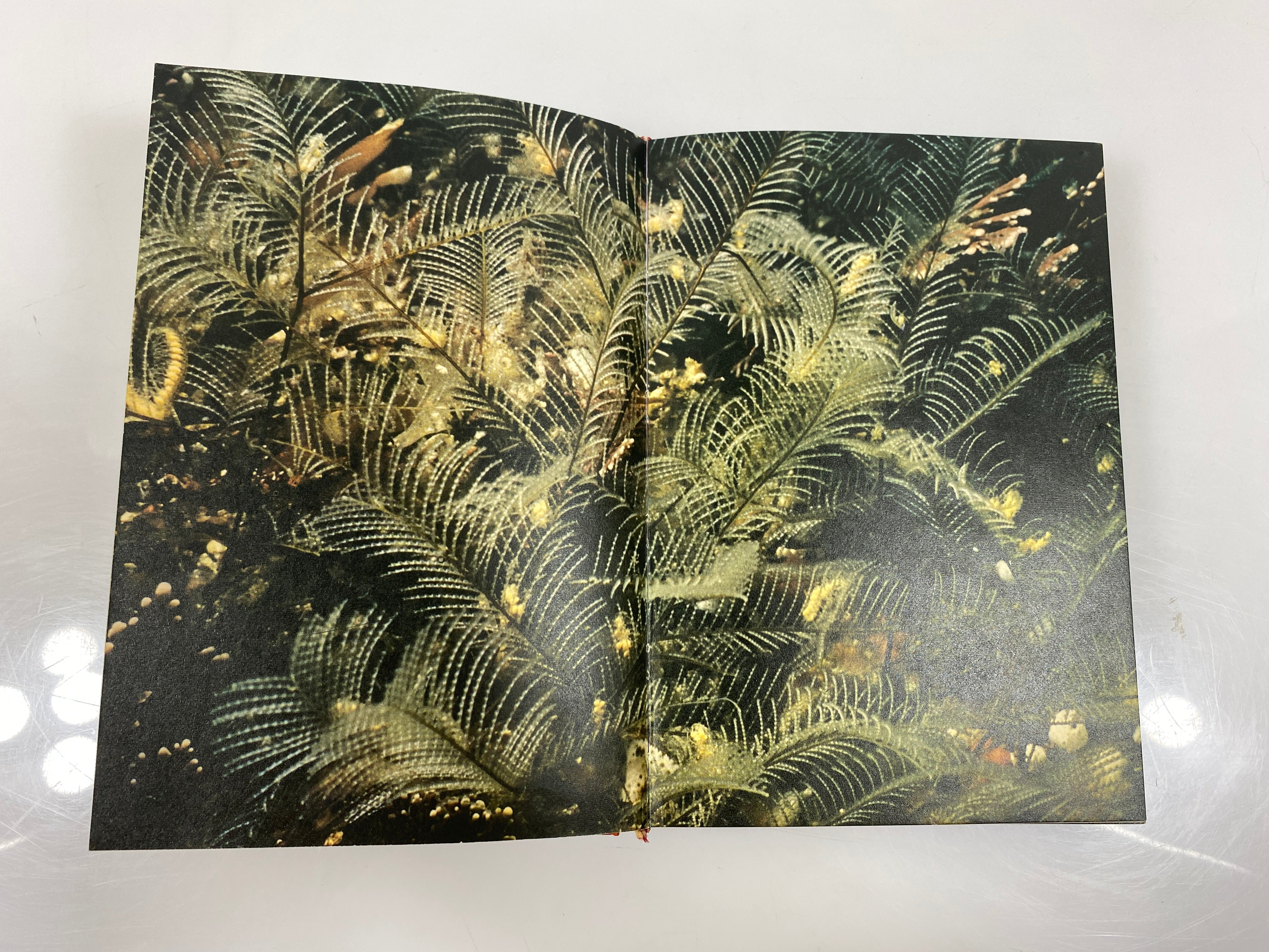 Invertebrates of North America by Milne/Milne HCDJ